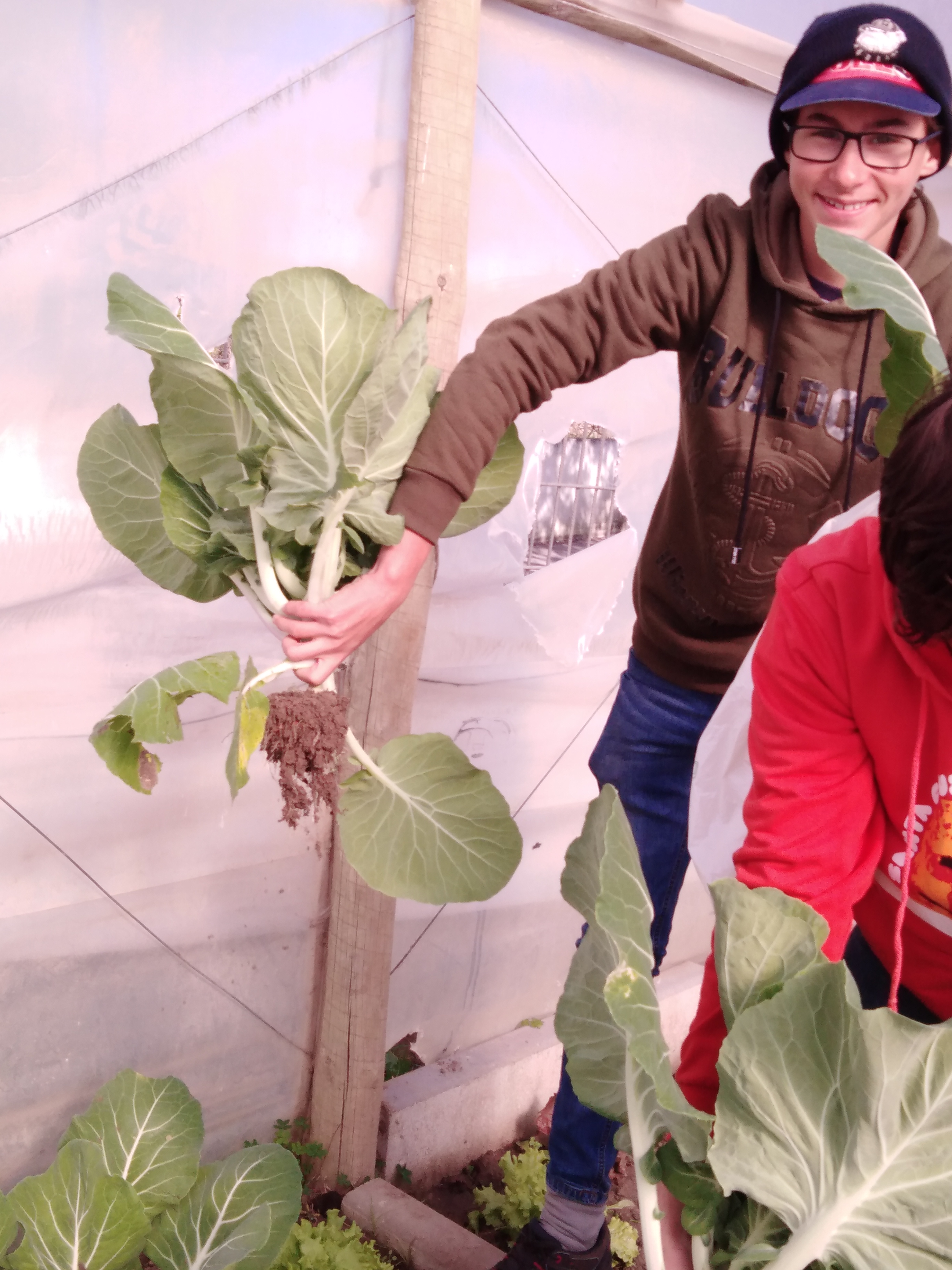 Tempo de colher alguns produtos horticulas.