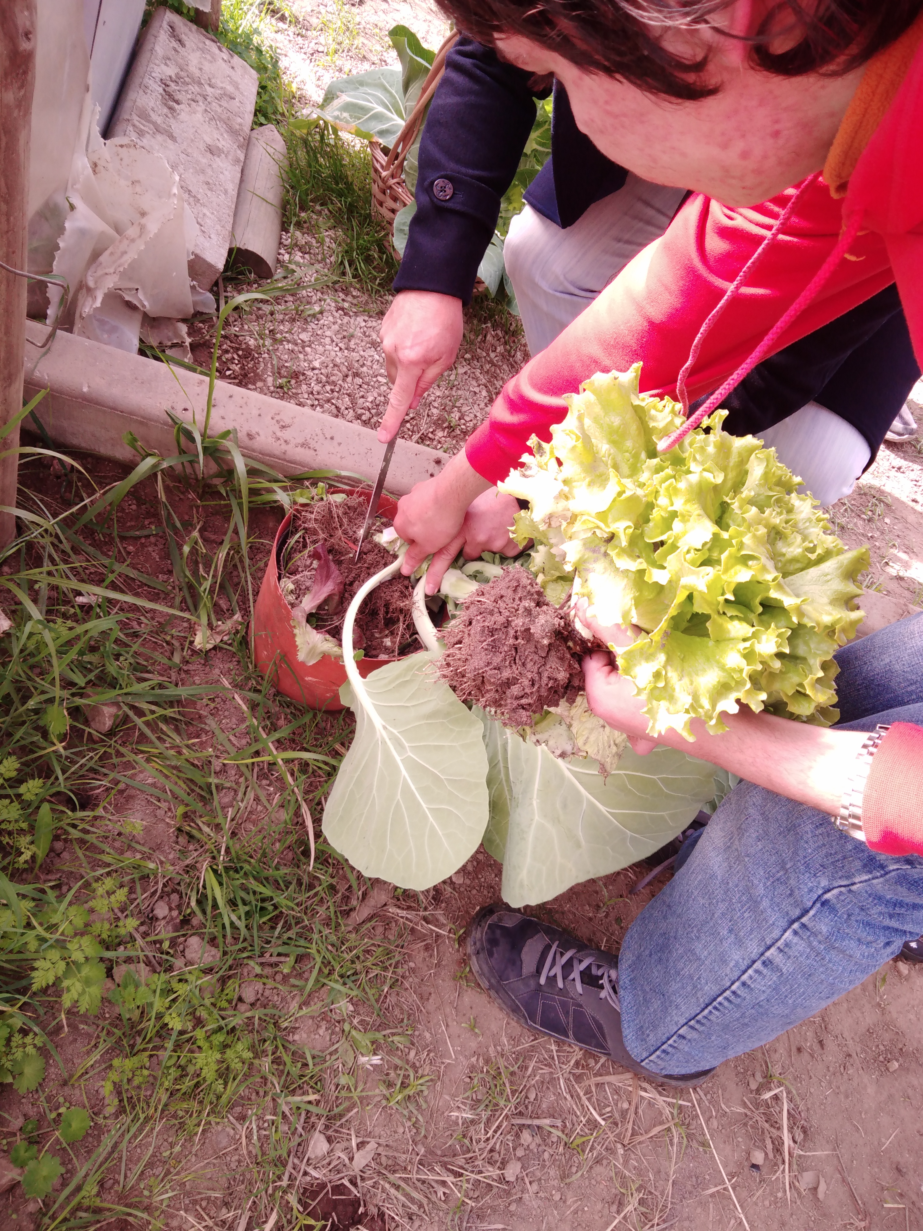 Cortar a raiz depois de colher as plantas.