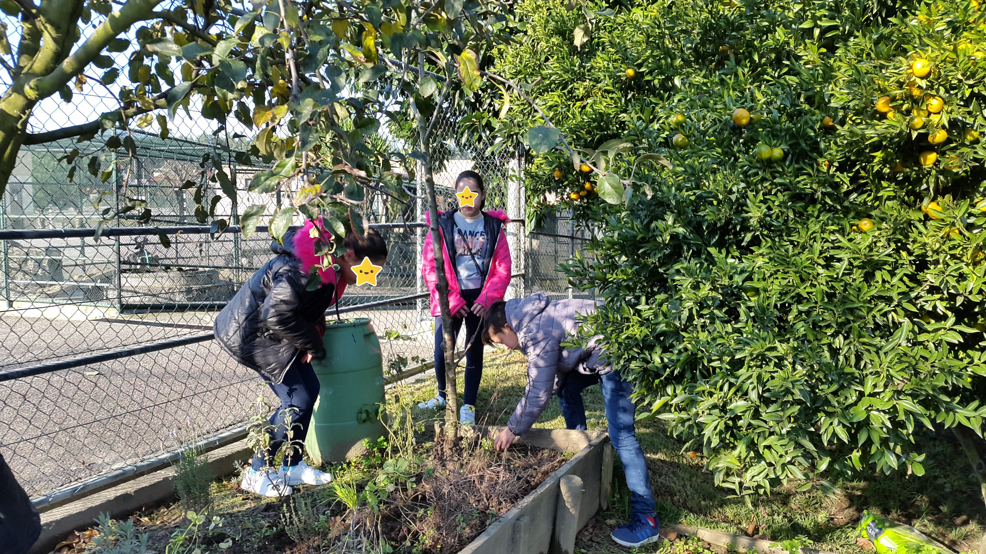 Primeiras plantações.