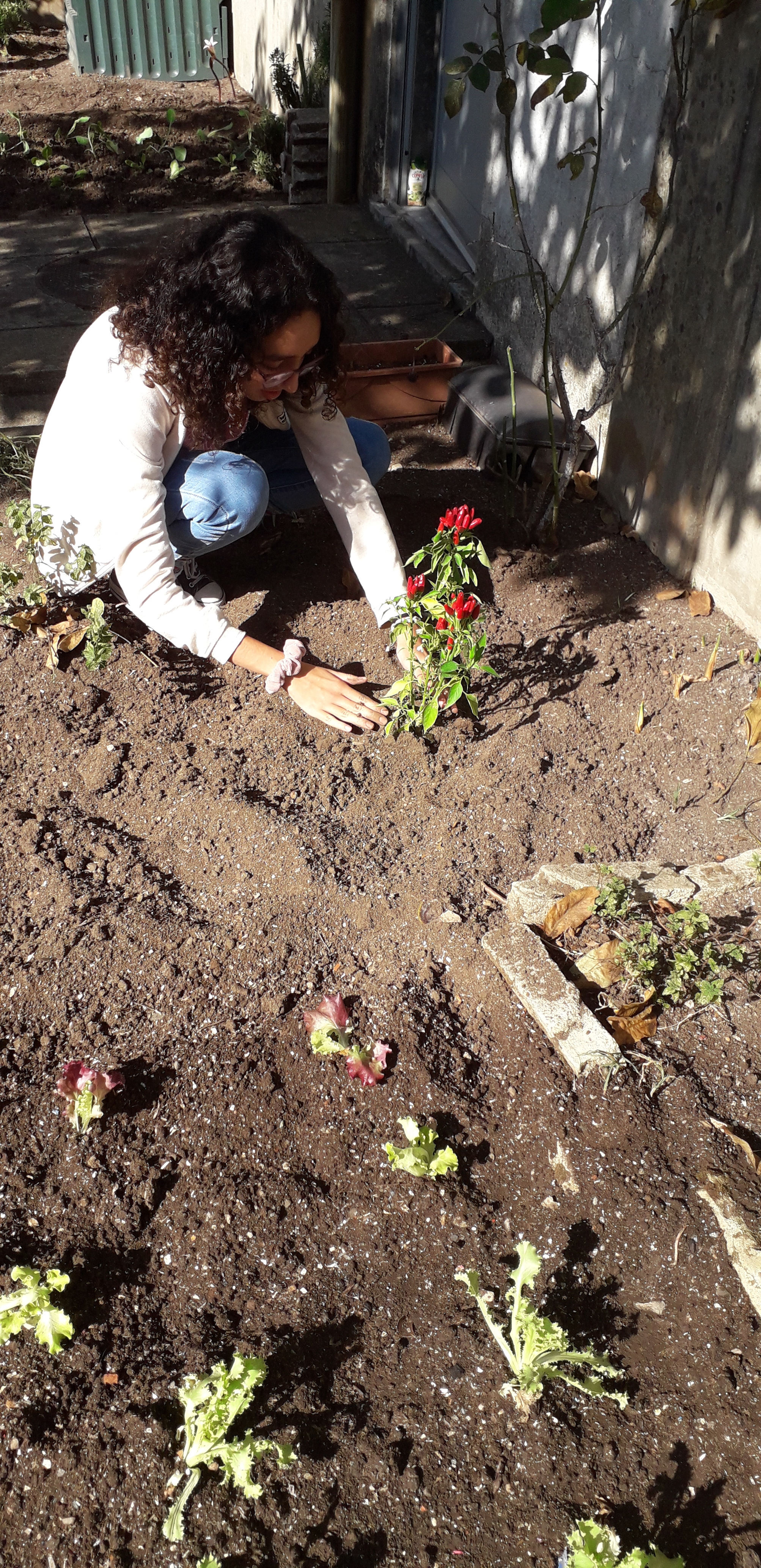 transplantando o piri-piri