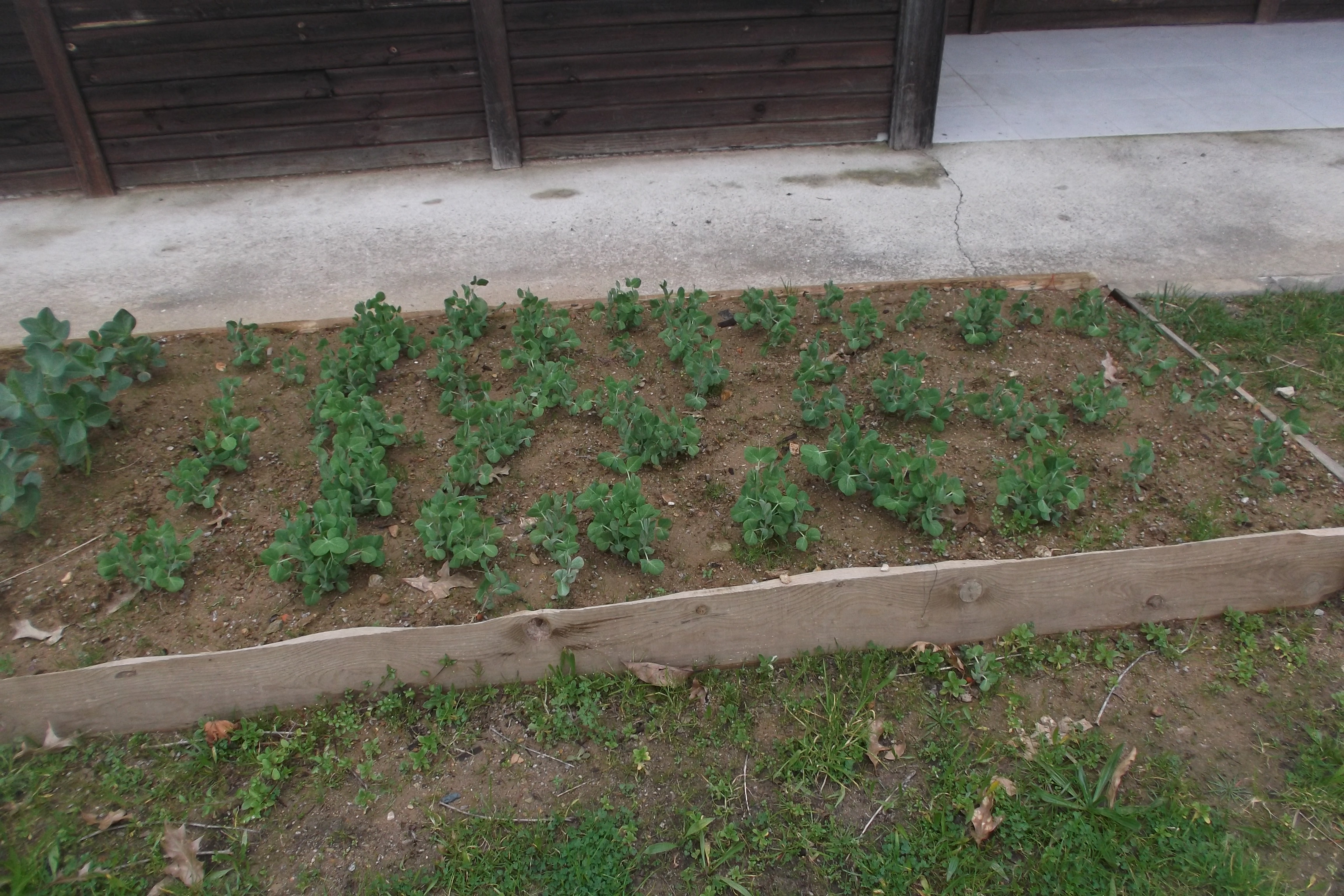 As nossas favas e ervilhas cresceram muito.