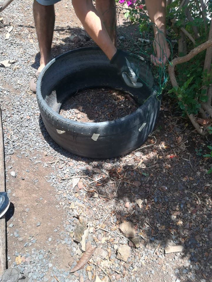 Montagem do Cantinho de plantas aquáticas