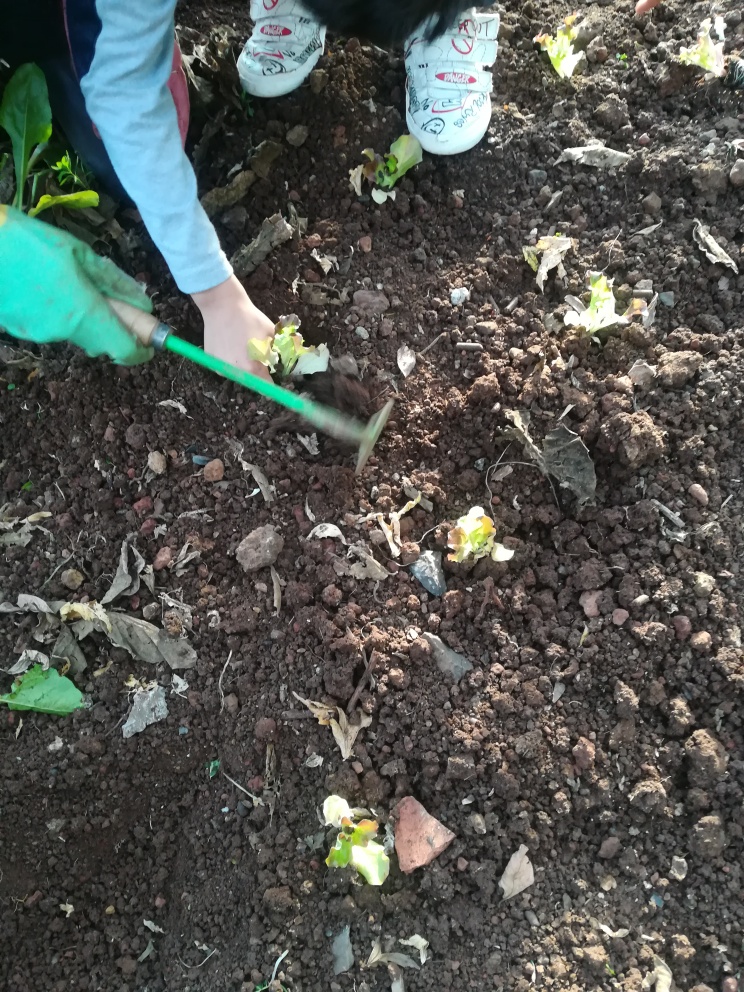 Plantação de Produtos Hortícolas