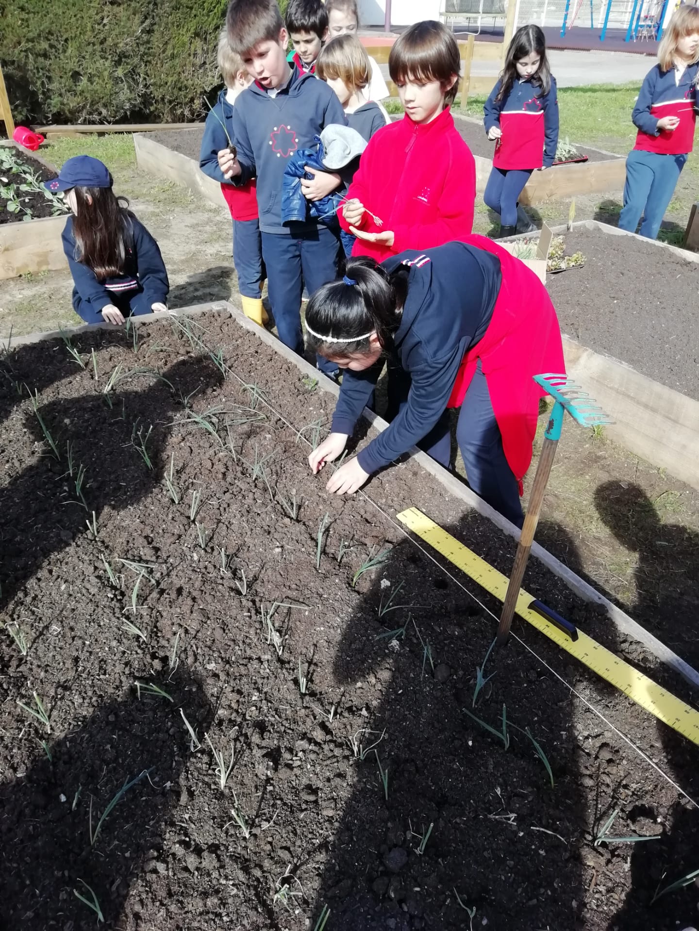 Plantação de cebolo