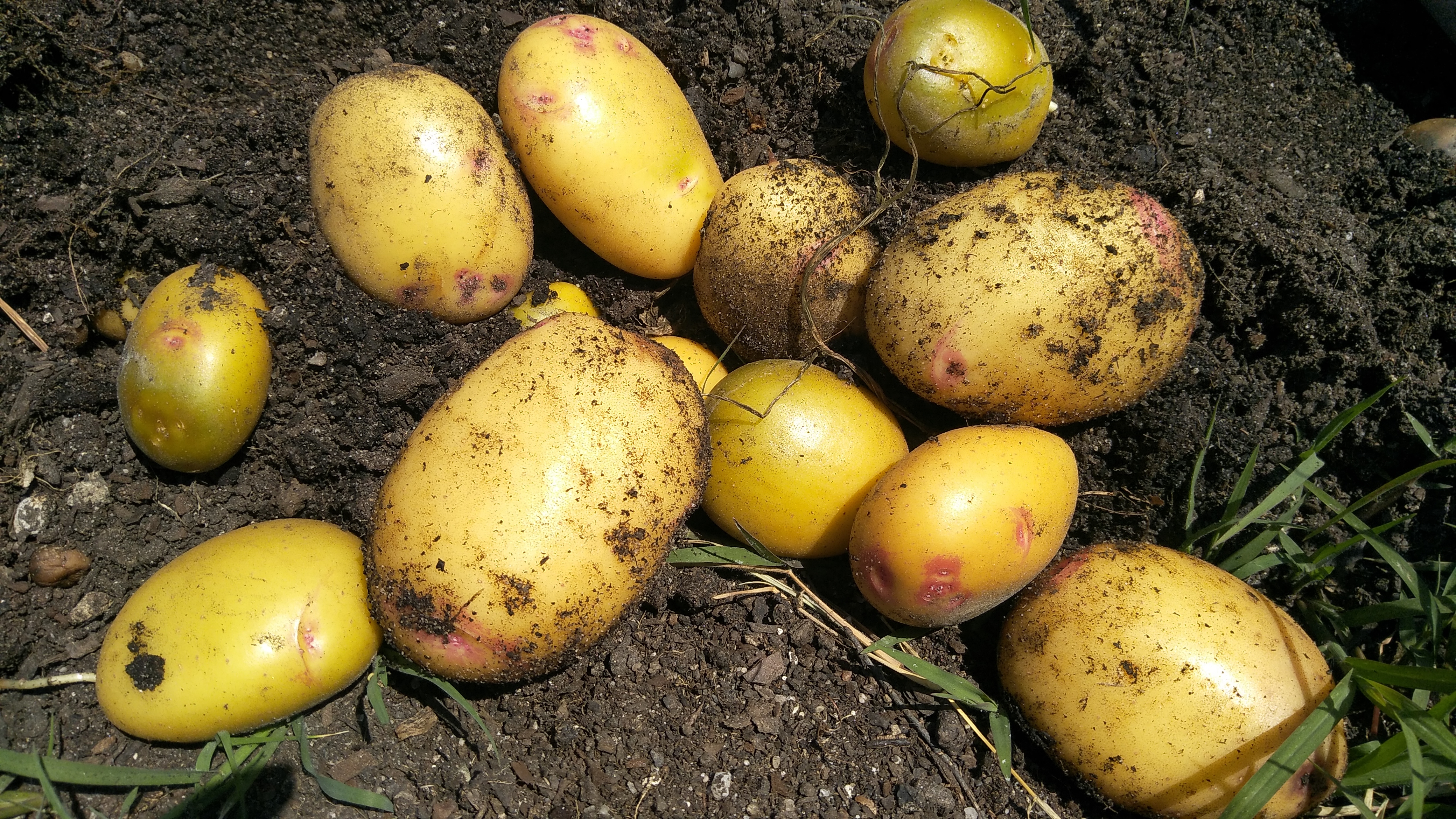 Colheita das batatas
