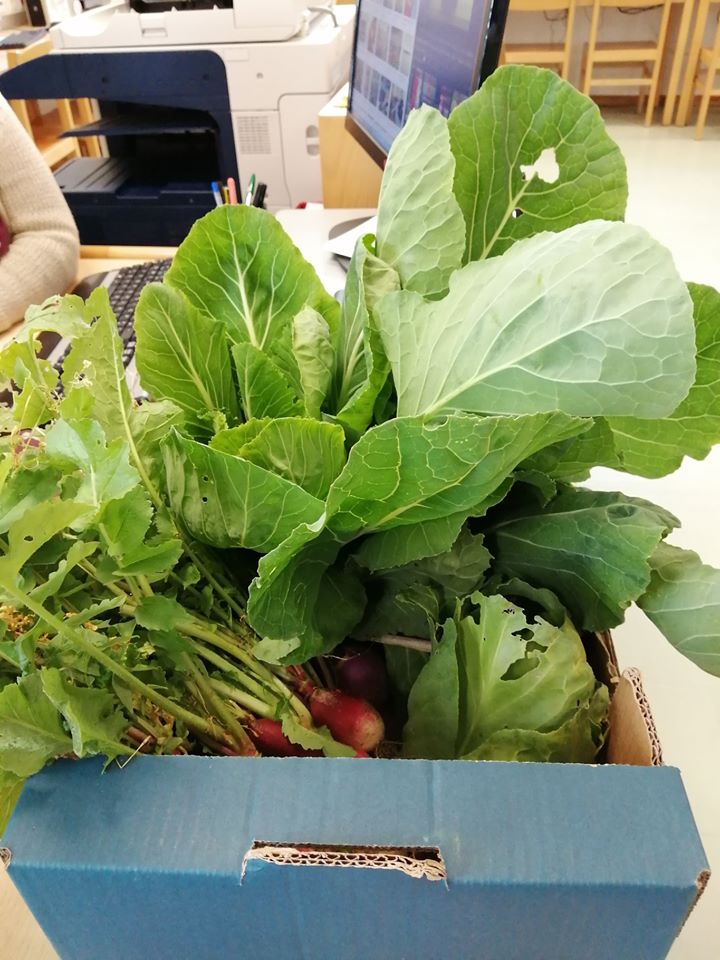 Legumes da horta