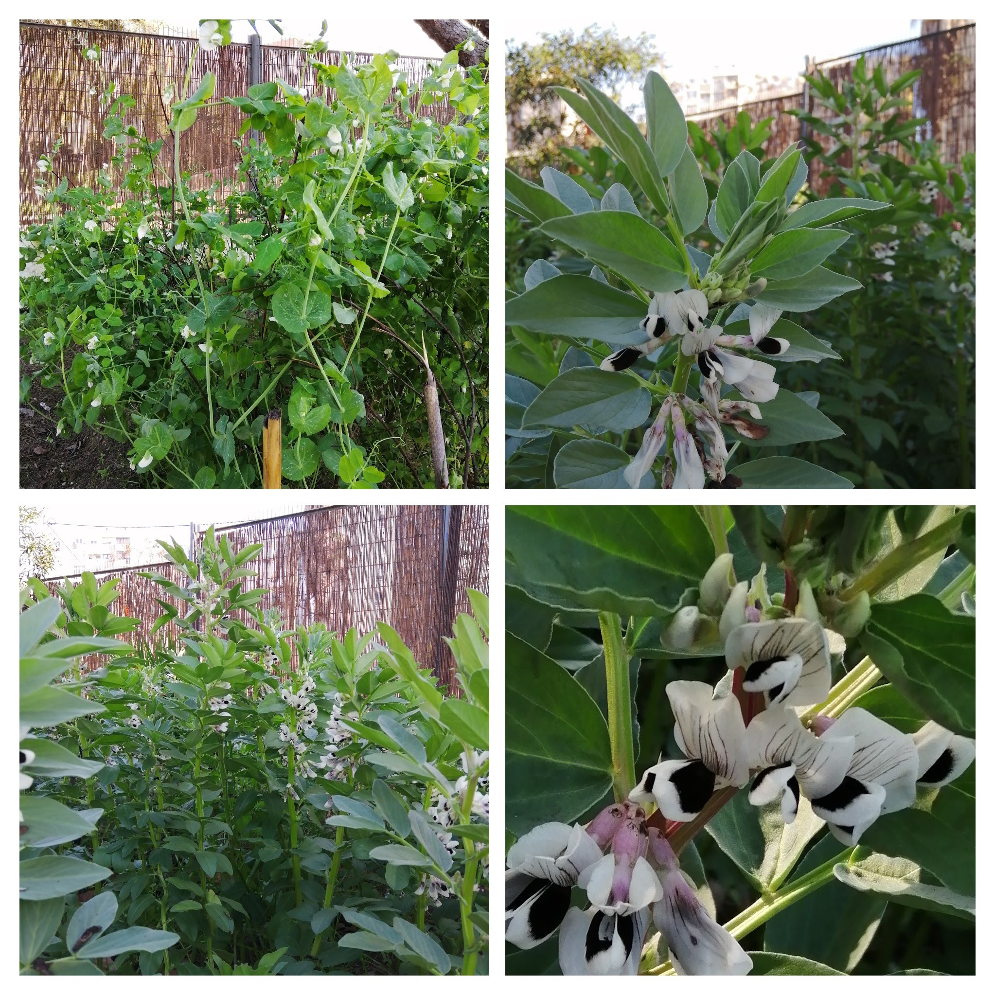 A nossa horta - favas e ervilhas