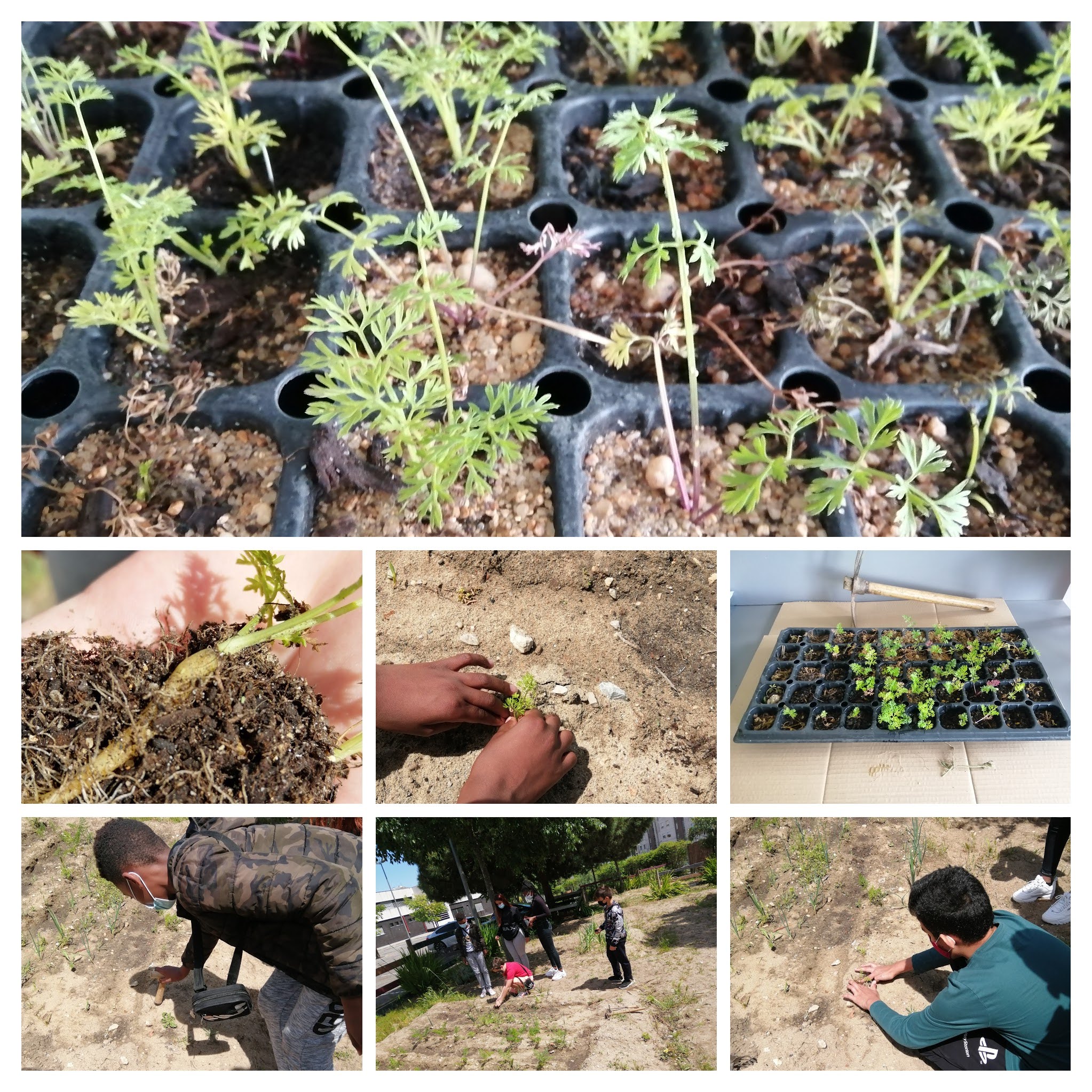 A nossa horta - transplante das cenouras