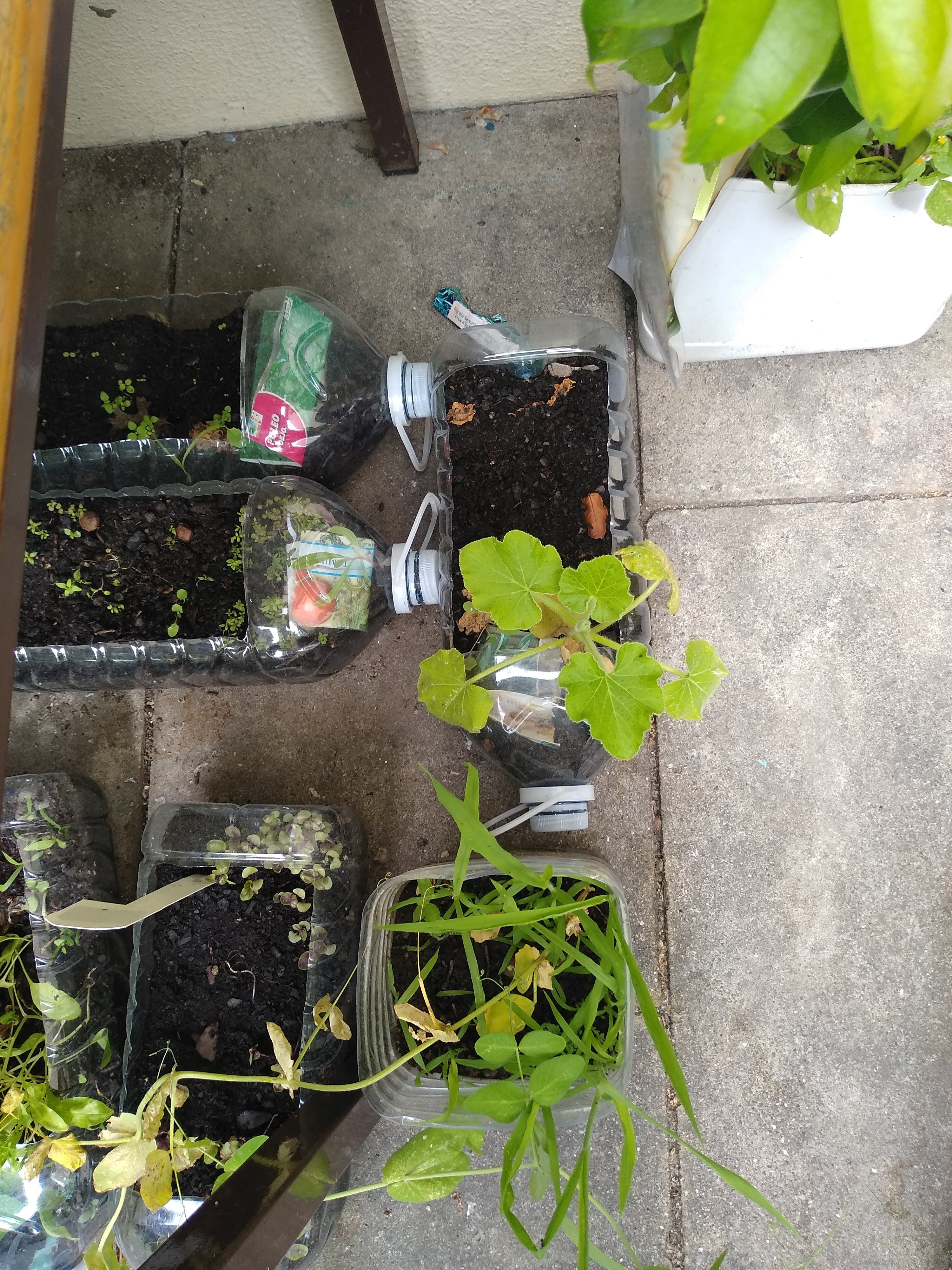 Eco- Escola: escola e em casa.
Preparação das sementes e dos espaços.