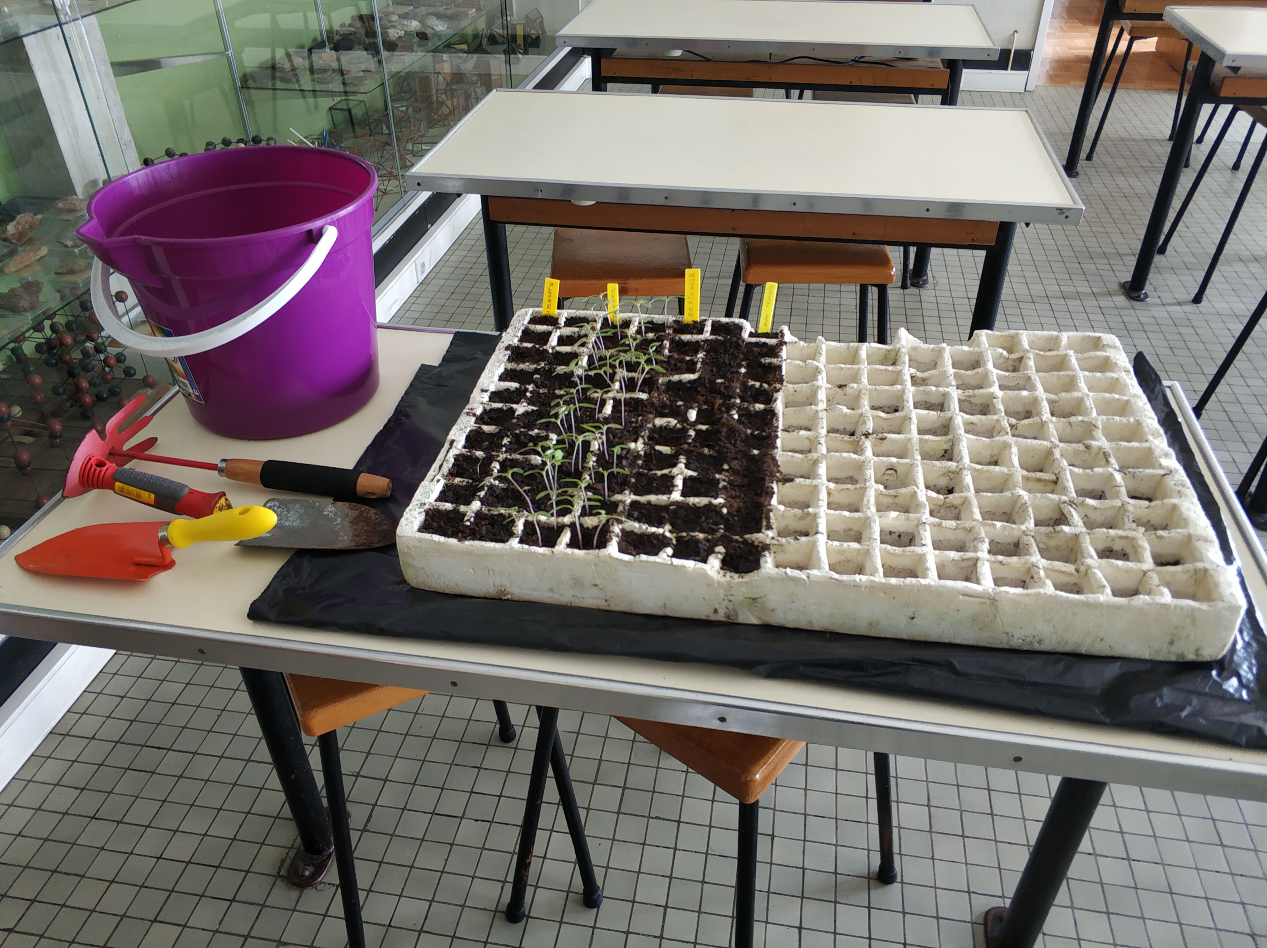 Germinação de Sementes
