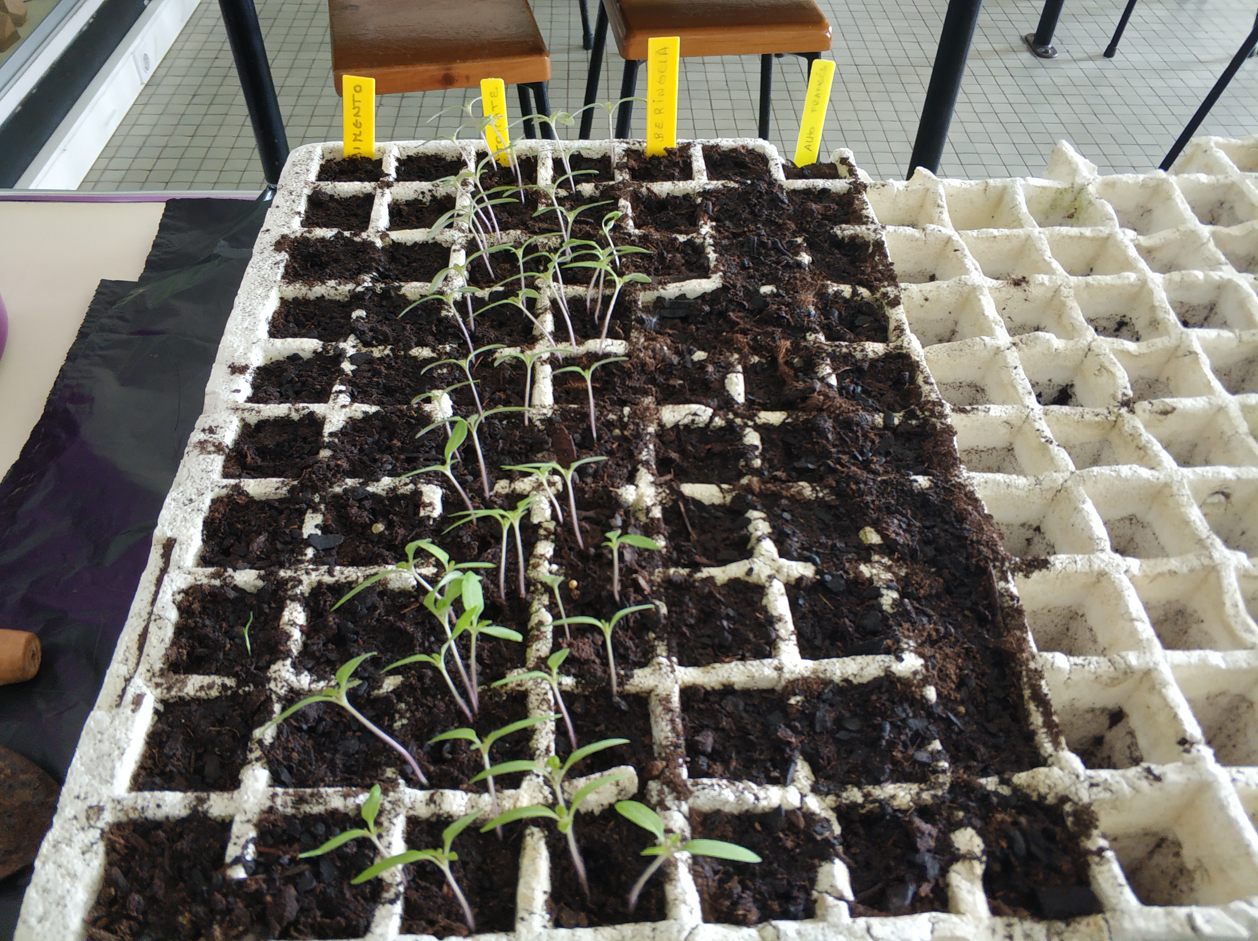 Germinação de Sementes_2