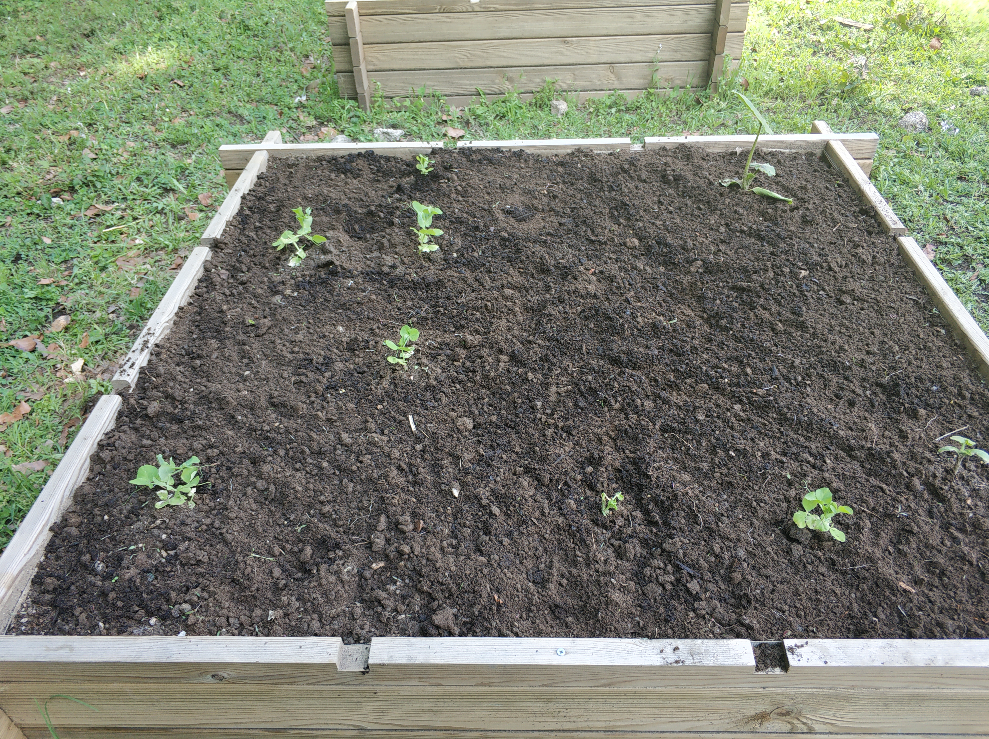Transplantação das plântulas que germinaram nos tabuleiros de sementeira