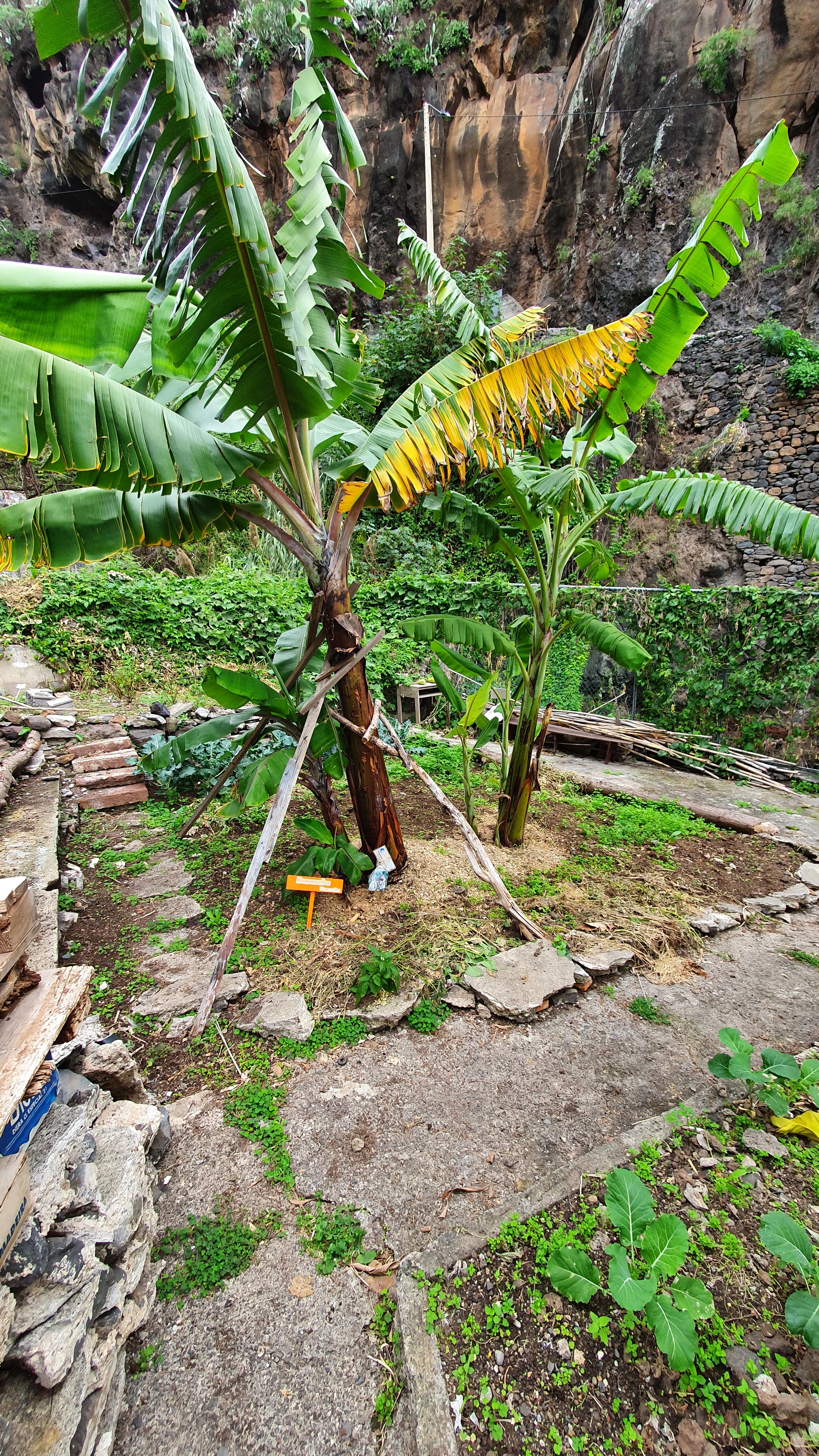 Plantação de bananeiras.