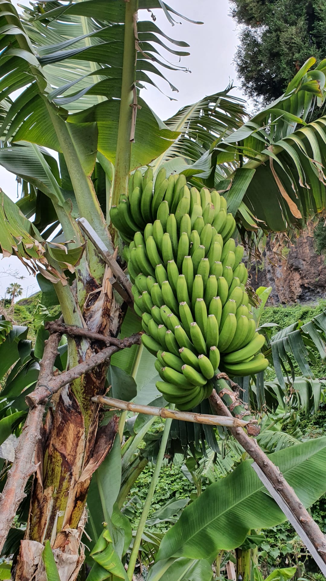 Colheita de banana da madeira, banana maçã.