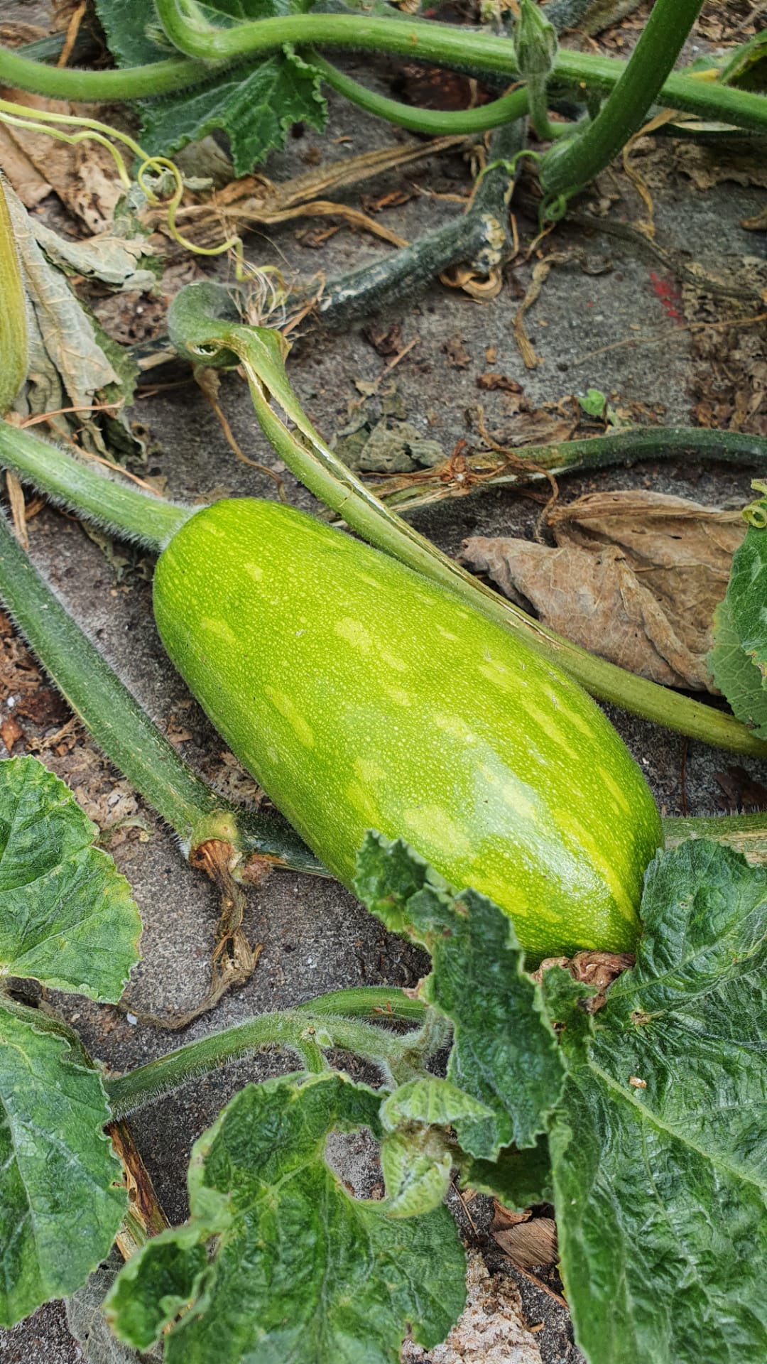 Colheita de abóbora.