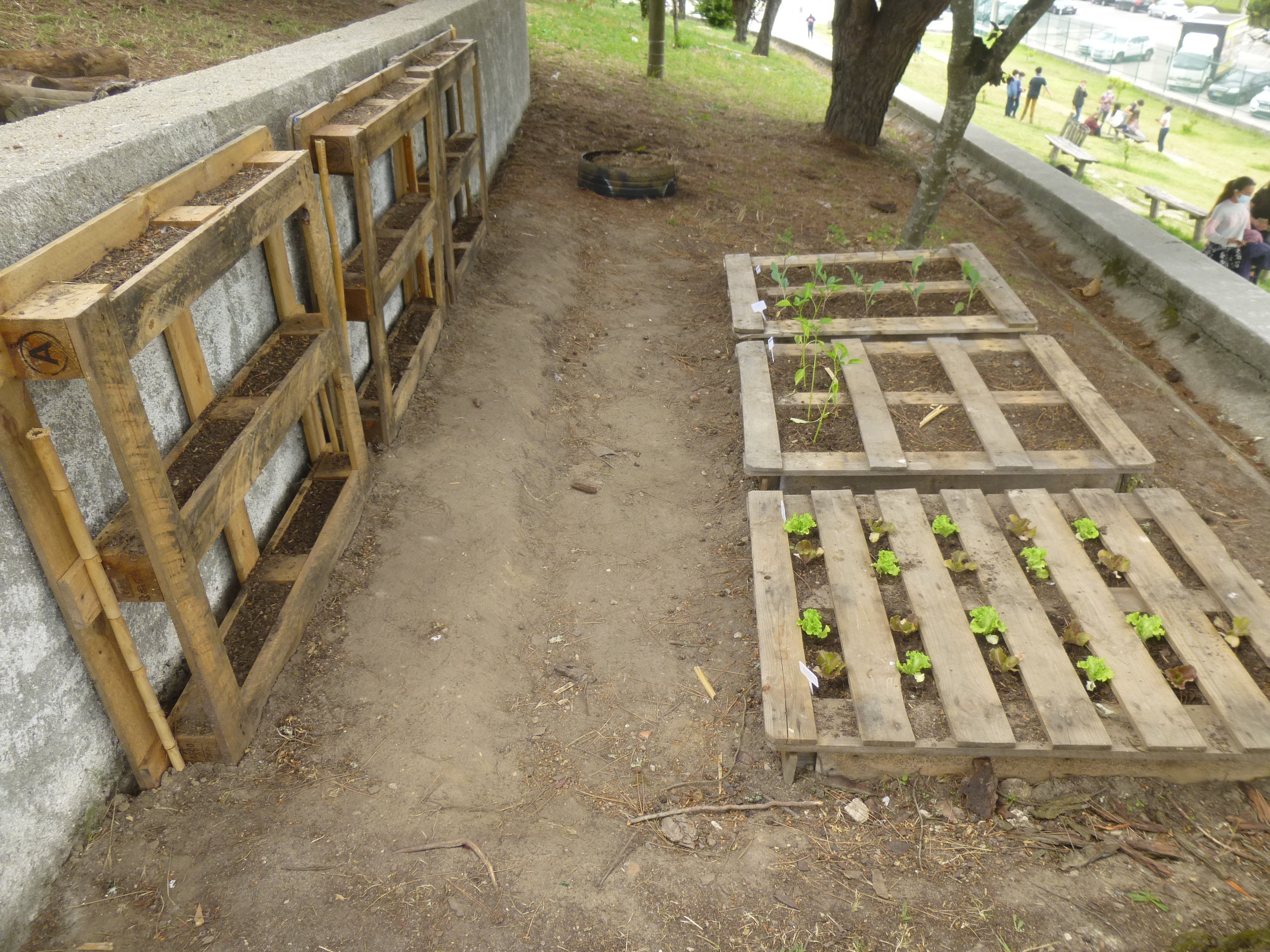 Plantação da horta1