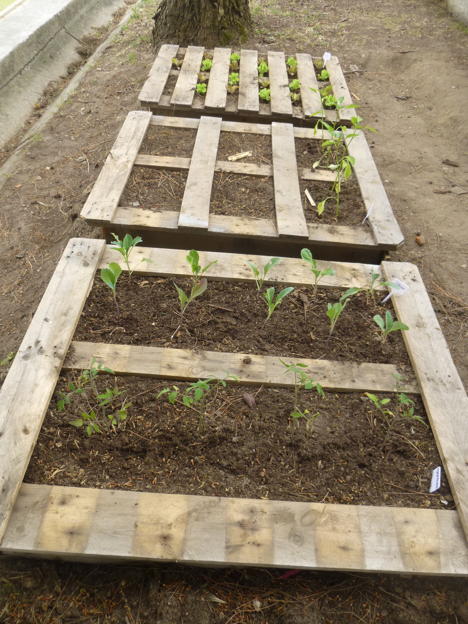 Plantação da horta2
