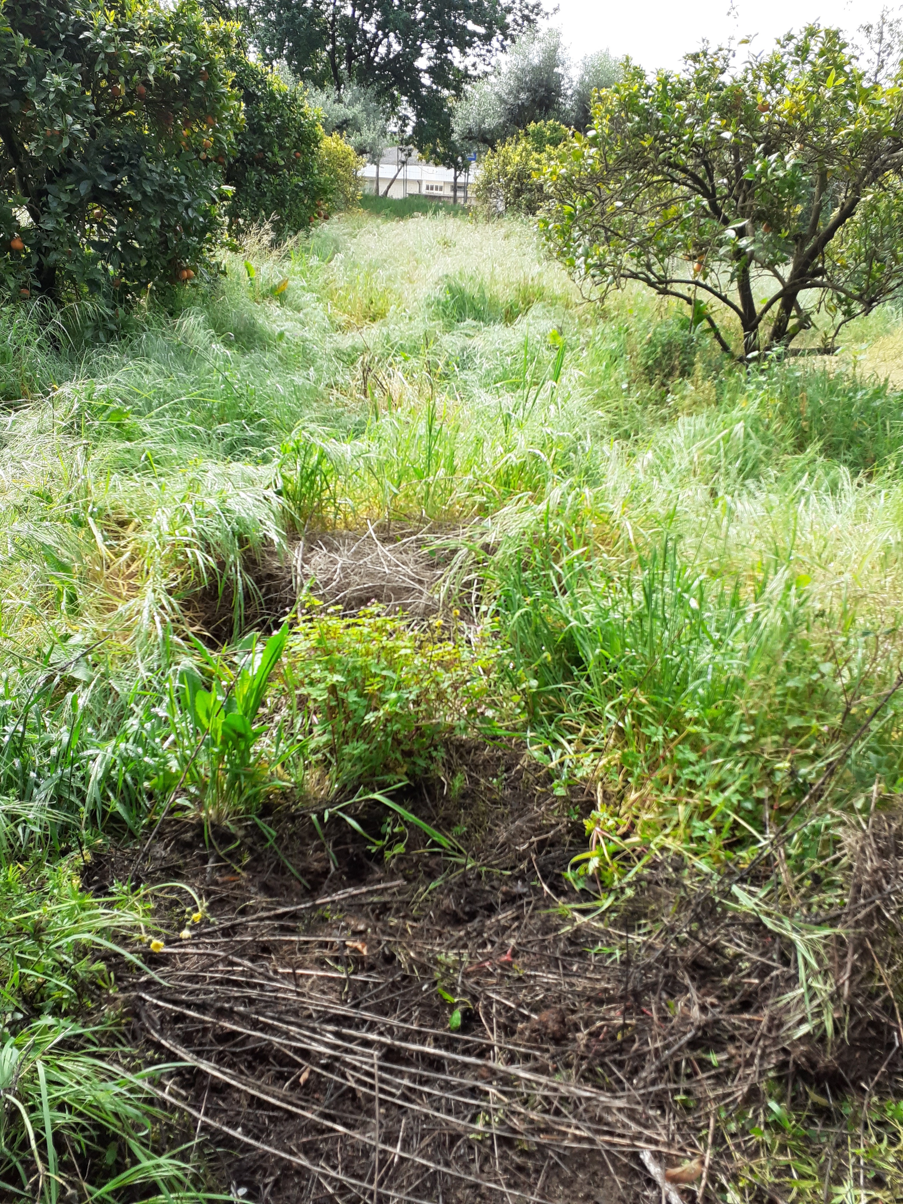 Terreno para a futura horta biológica. Localiza-se num laranjal.
Encontrava-se com muitas ervas.