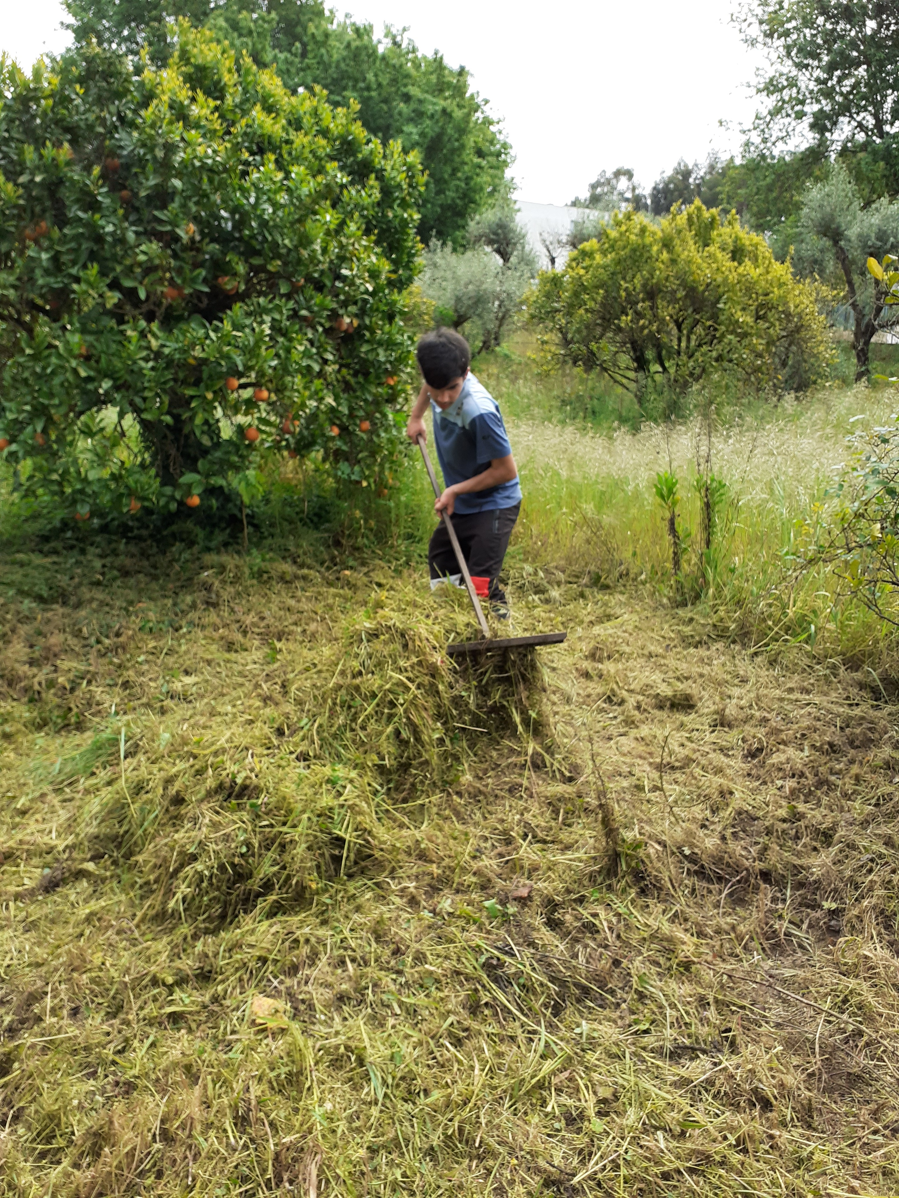 Aspeto do terreno após ter sido capinado.