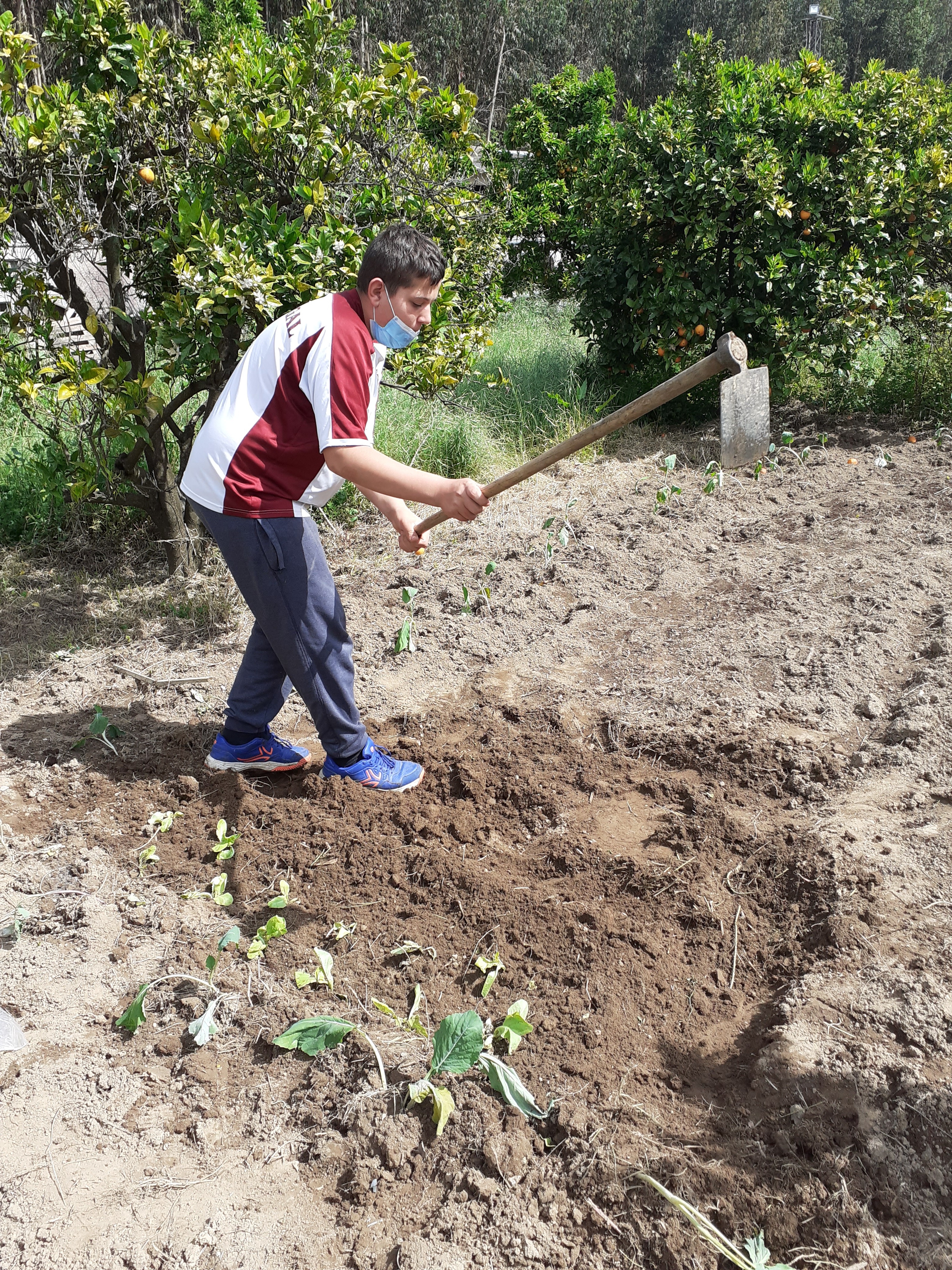 Após a limpeza do terreno, foi necessário remexer e preparar a terra para receber as hortícolas.