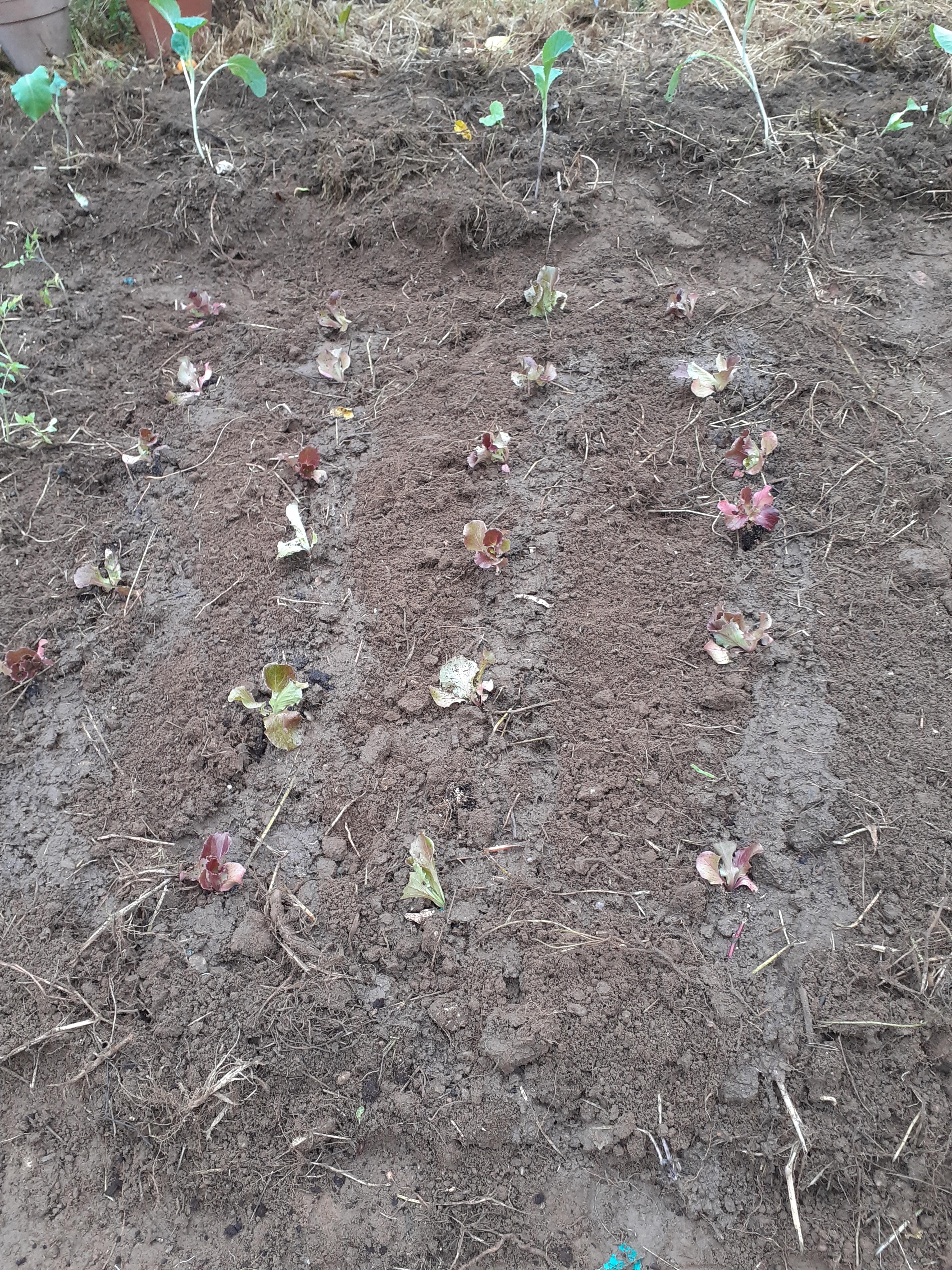 Aspeto geral da horta aquando da plantação ( com alfaces, couves, salsa, courgettes...)