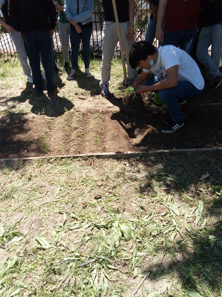 Plantação de cebolo.