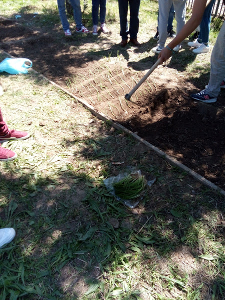 Plantação de cebolo.