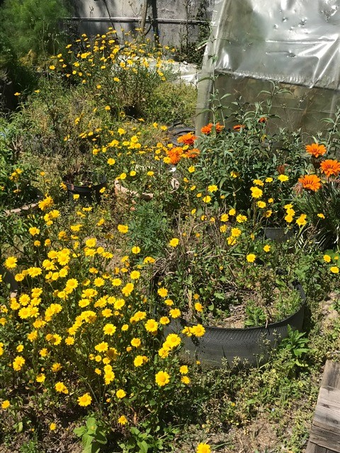 Flores, plantas aromáticas e estufa.