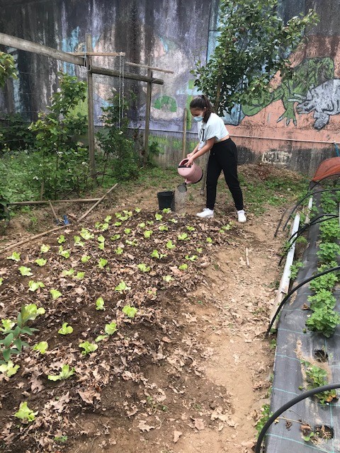 Plantação de alfaces.
