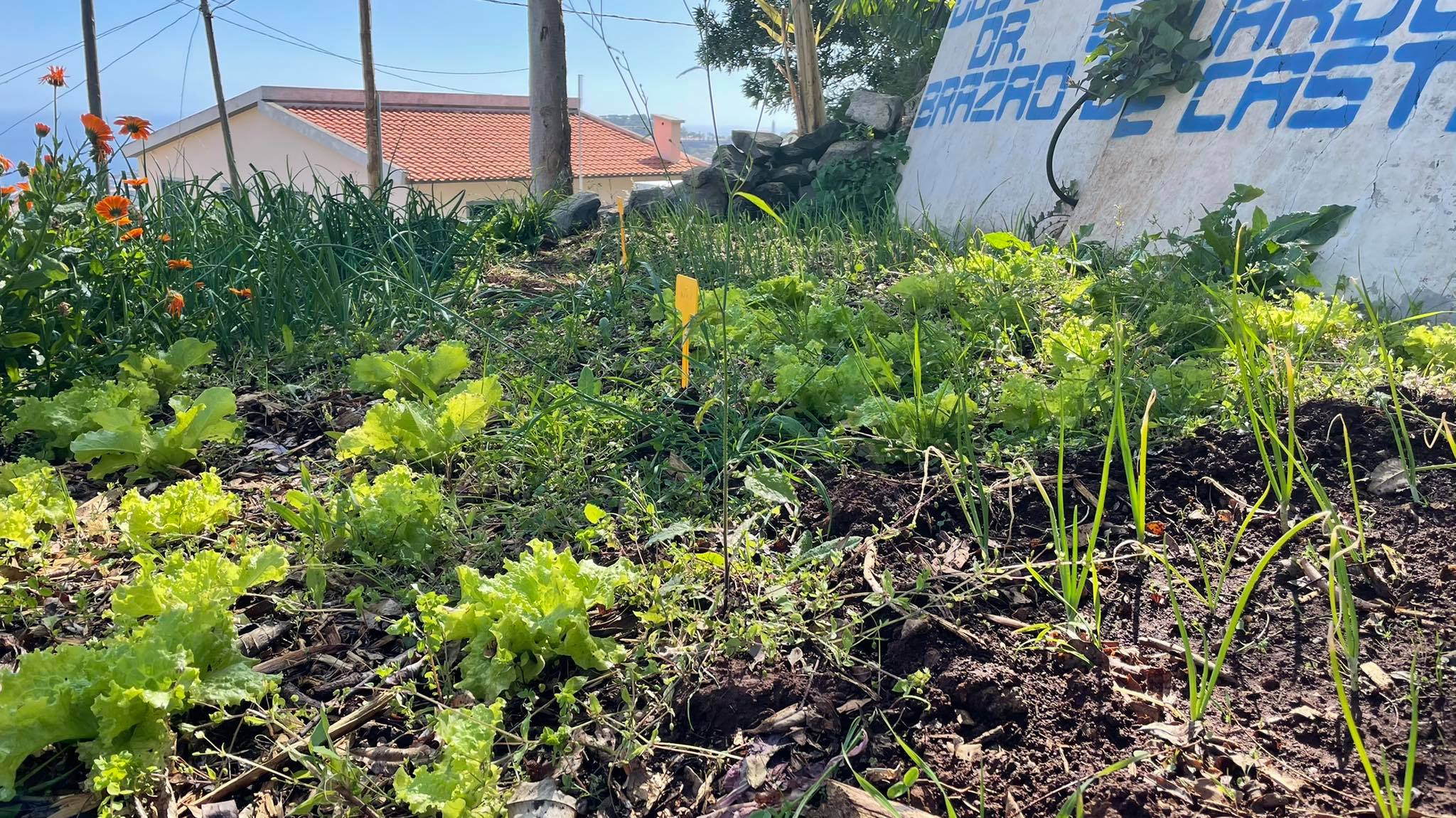 Plantação de alface.