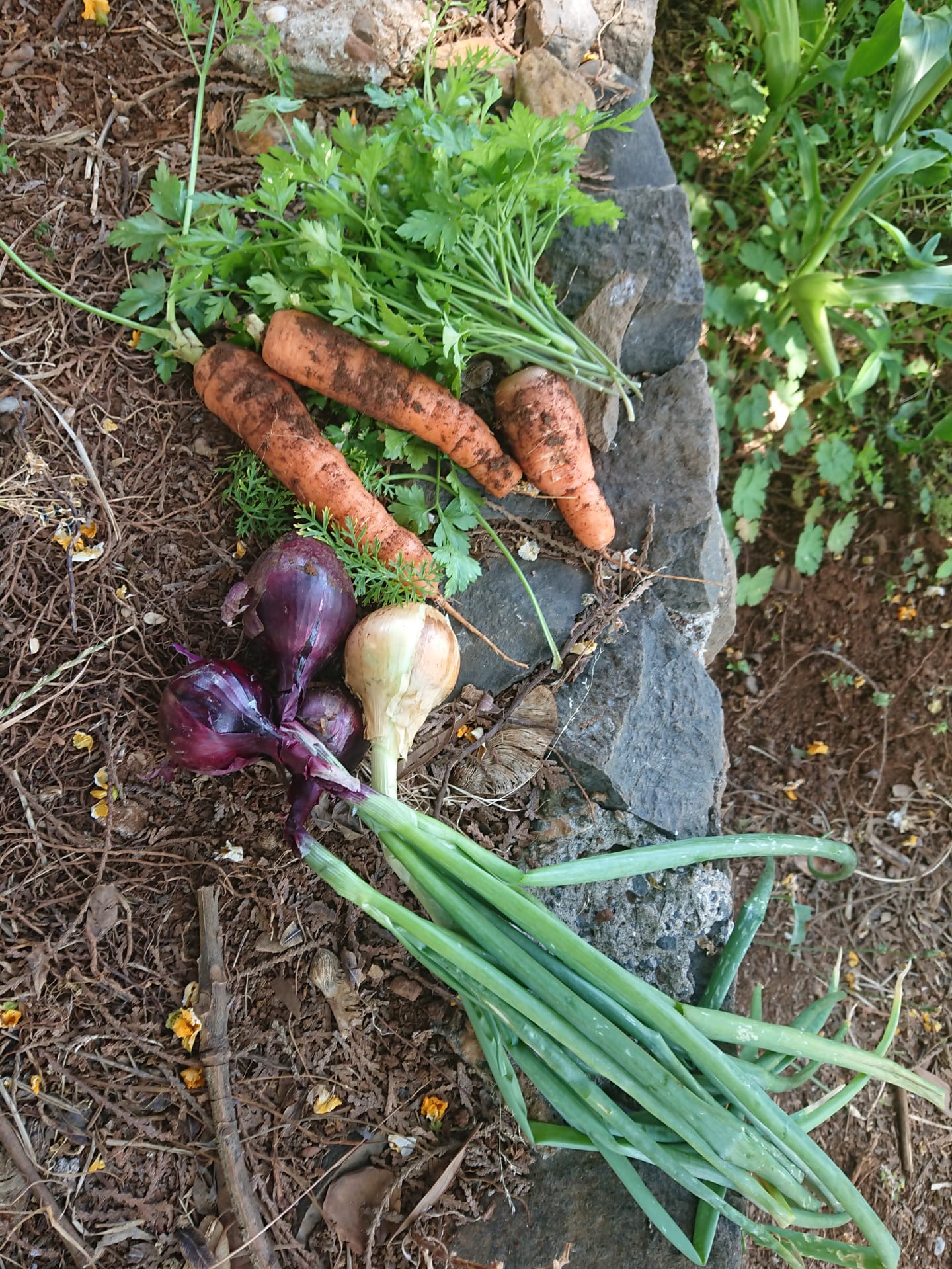 Produtos da horta (salsa, cebola e cenoura).