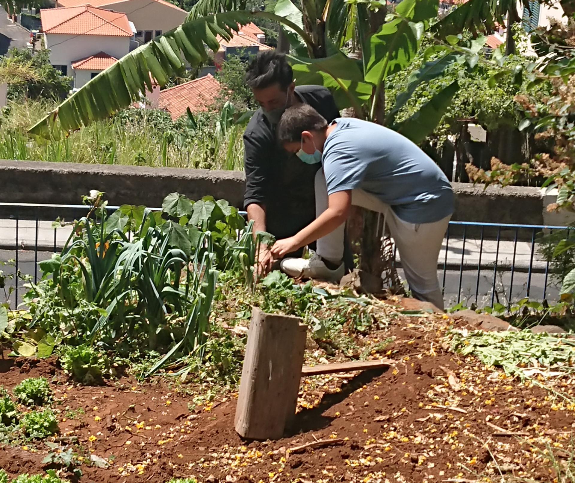 Colheita de produtos da horta.