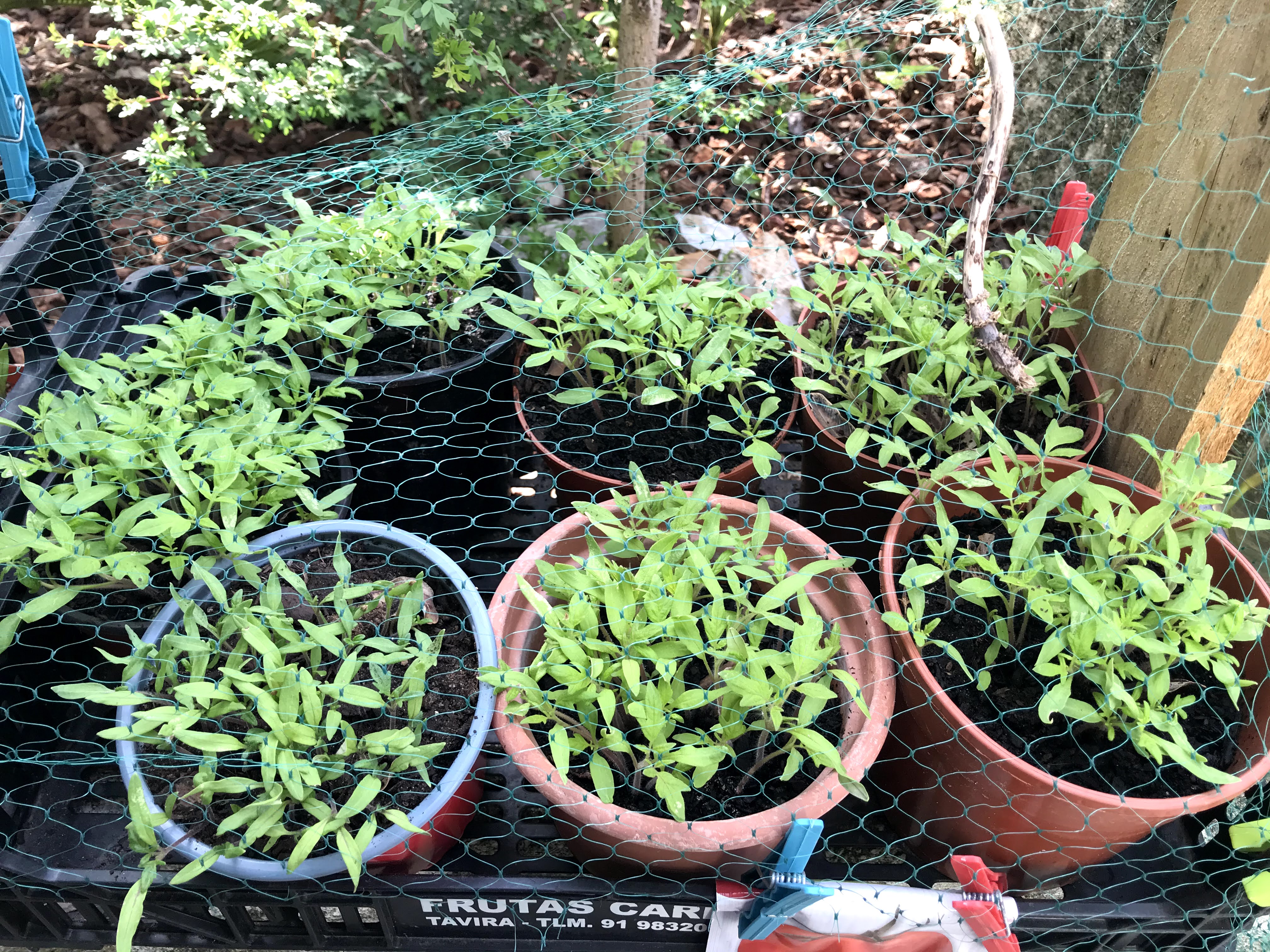 Sementeira de tomate cherry