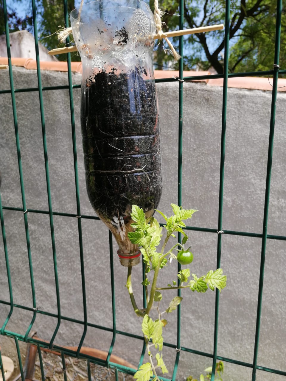 Todos os recipientes são bons para fazer crescer mais um tomateiro! Um bom exemplo de gravitropismo.