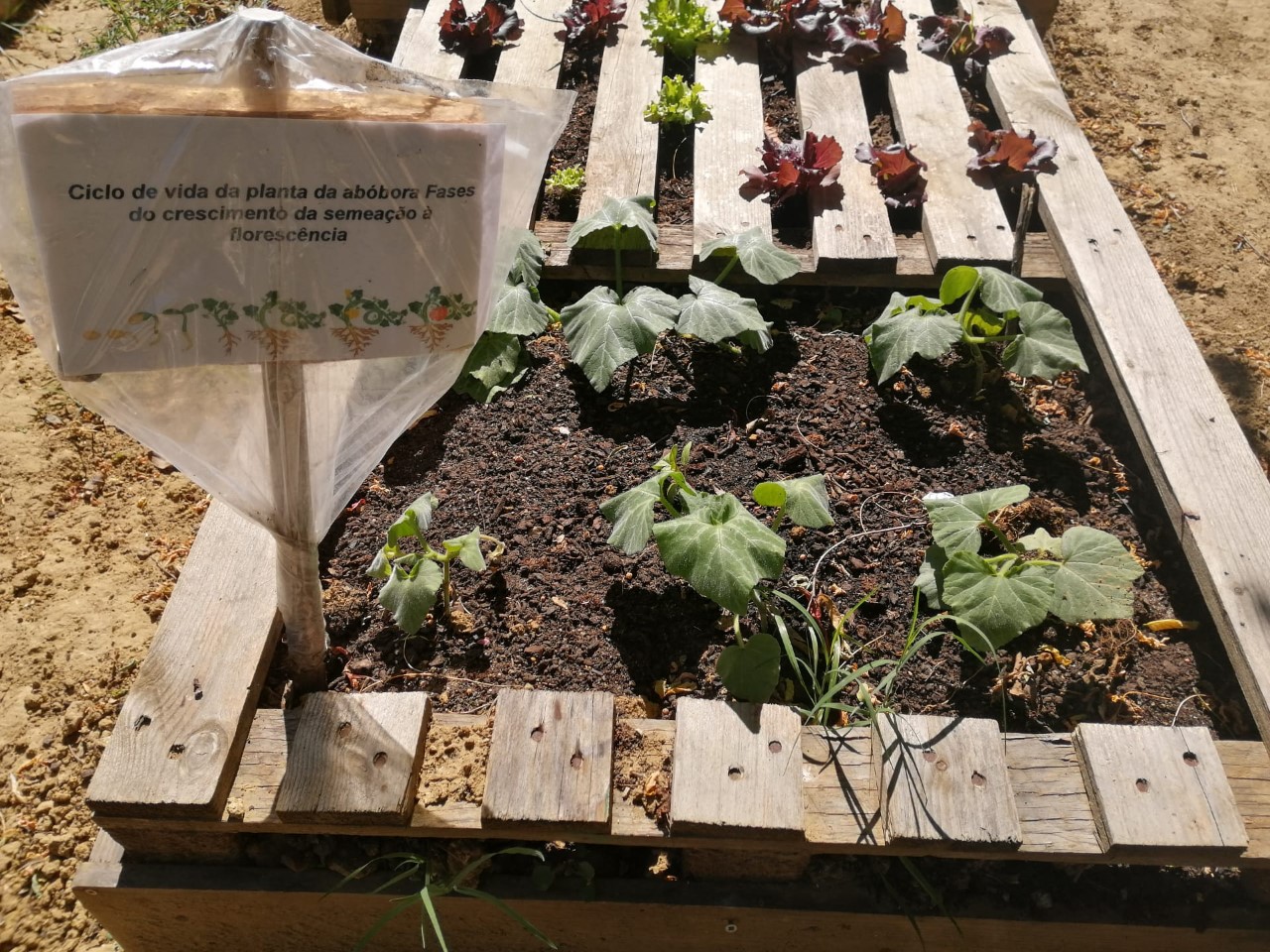 Paletes de aboboreira!