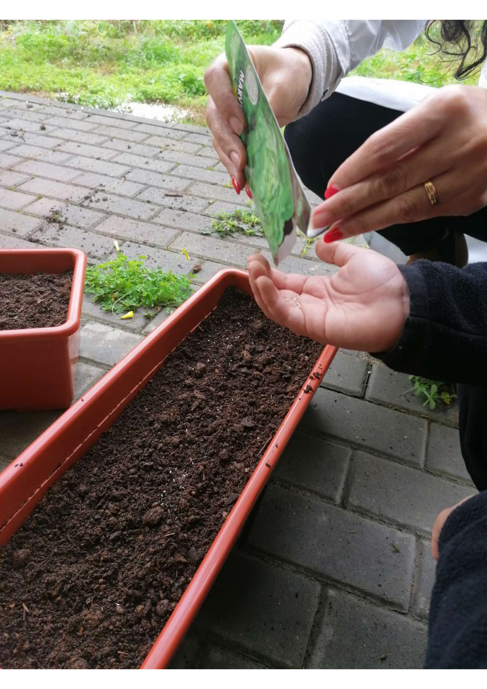 Semear alfaces. Os alunos da turma do 4ºB encheram uma floreira, com terra misturada com composto, espalharam semente de alface, voltaram a espalhar um pouco da mesma terra por cima e regaram com um regador. Depois serão transplantadas para a horta.
