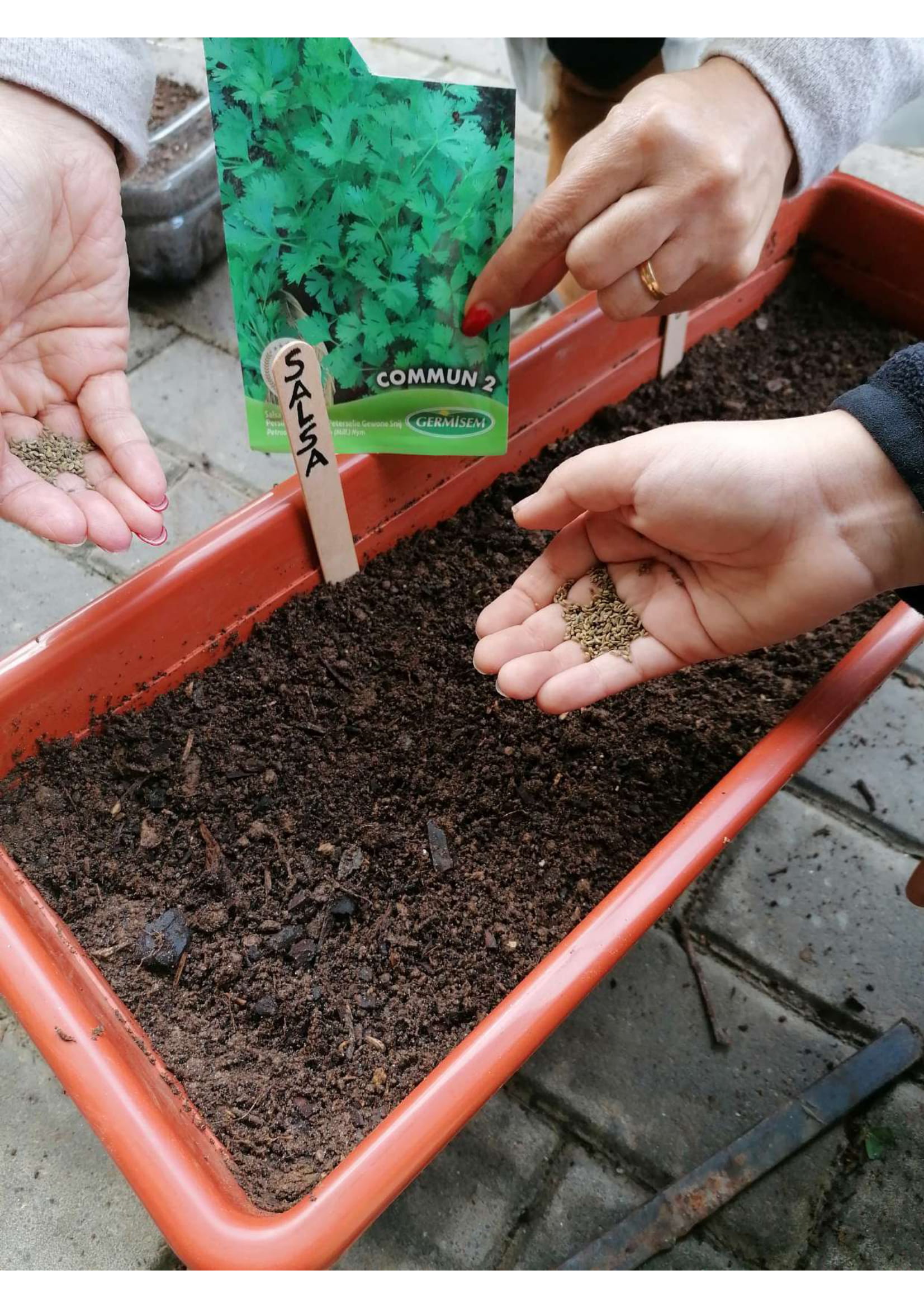 Semear salsa. Os alunos da turma do 4ºB encheram outra floreira, com terra misturada com composto, espalharam semente de salsa em metade da floreira e sementes de manjericão  na outra metade, voltaram a espalhar um pouco da mesma terra por cima e regaram.