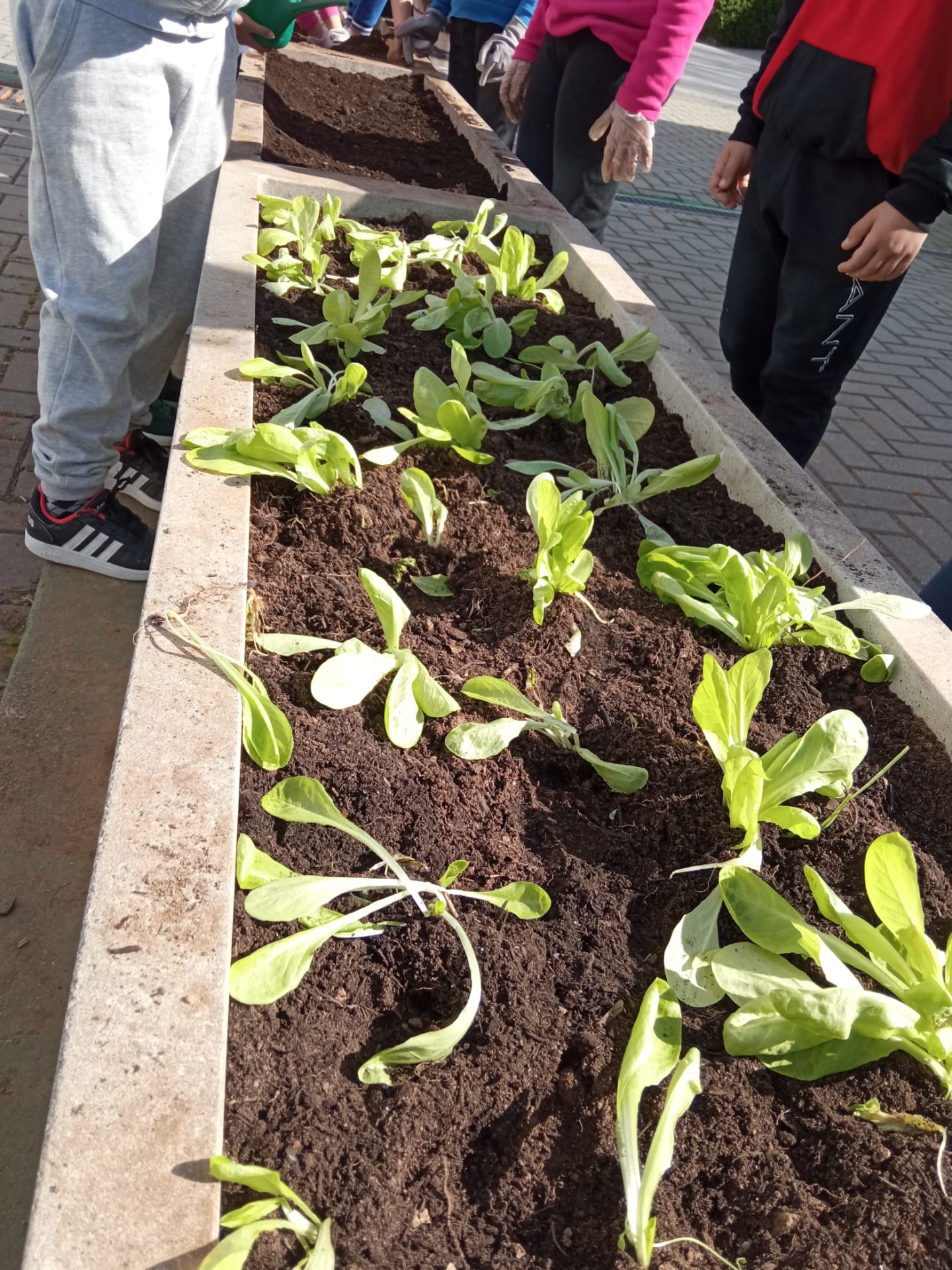 Transplantação das alfaces nos canteiros, junto ao portão principal da escola. Cada aluno fez um buraquinho, com o seu dedo na terra e colocou lá um pé de alface, e a aconchegou com a terra.