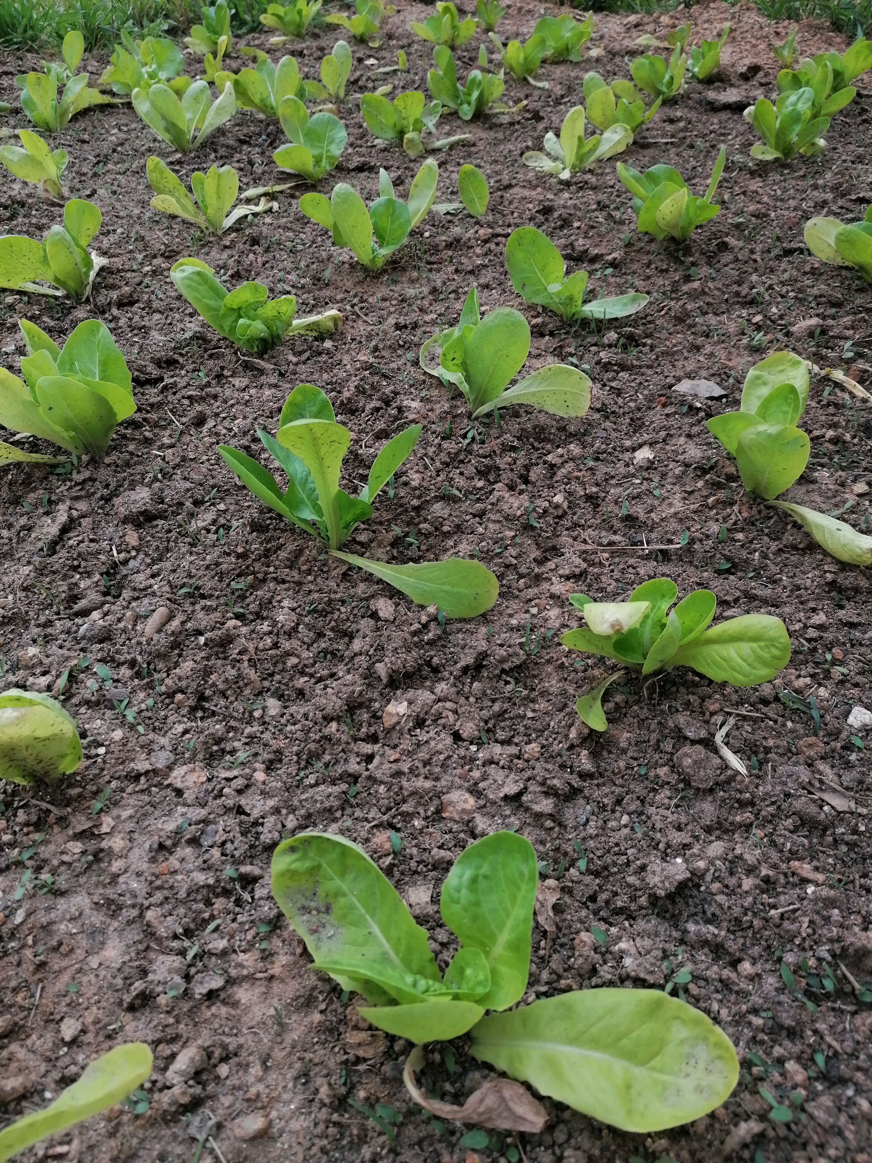 Transplantação das alfaces na horta.