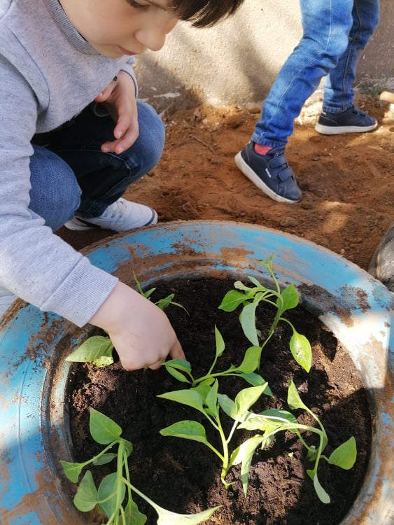 Plantação dos pepinos