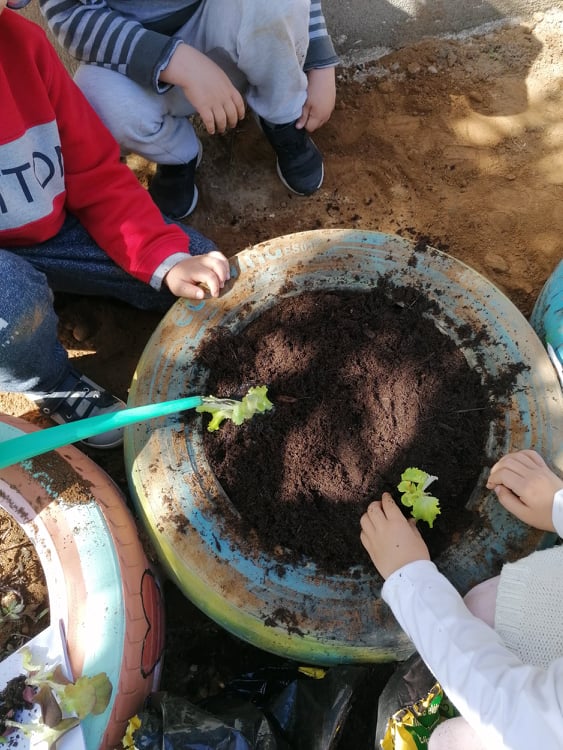 Plantação das alfaces
