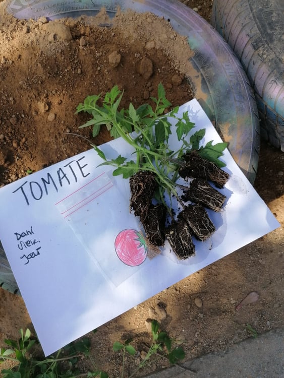 Plantação dos tomates