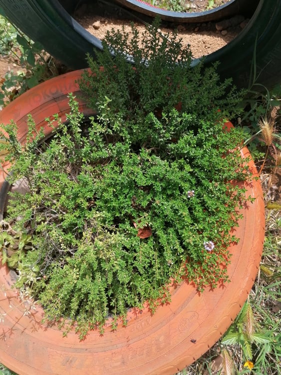 Oregãos