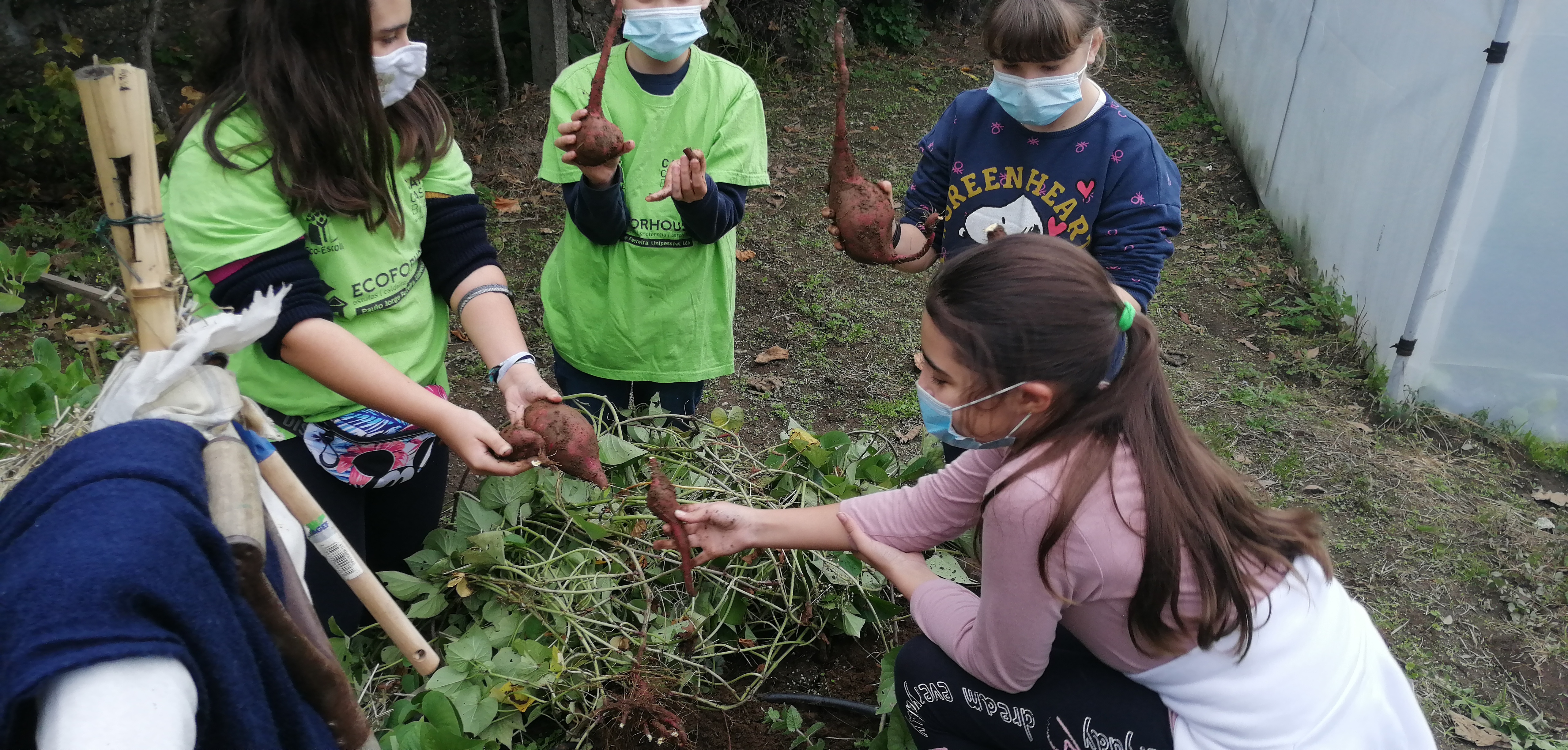 Colheita de batata doce pelos alunos do Clube Eco-Escolas