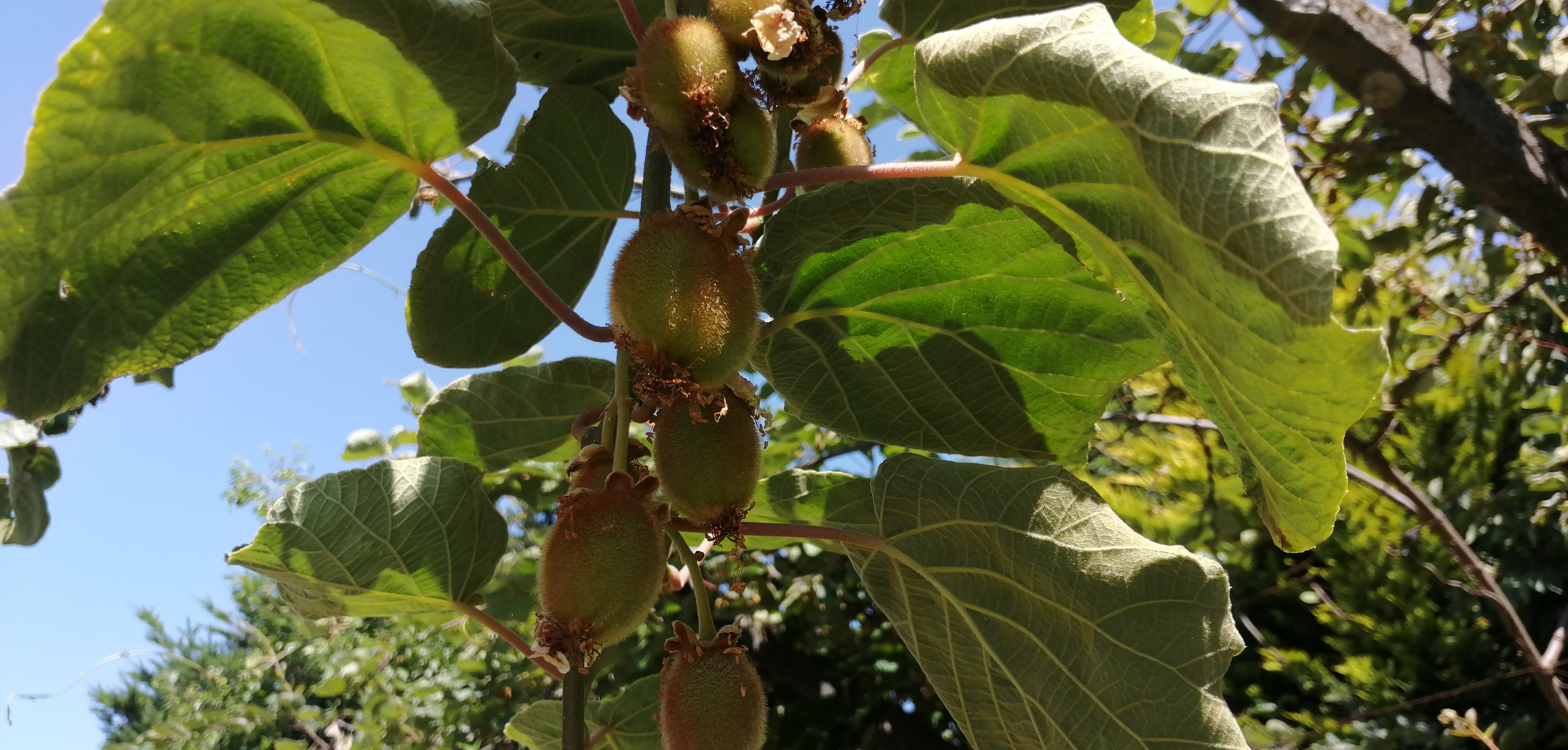 Kiwis da horta