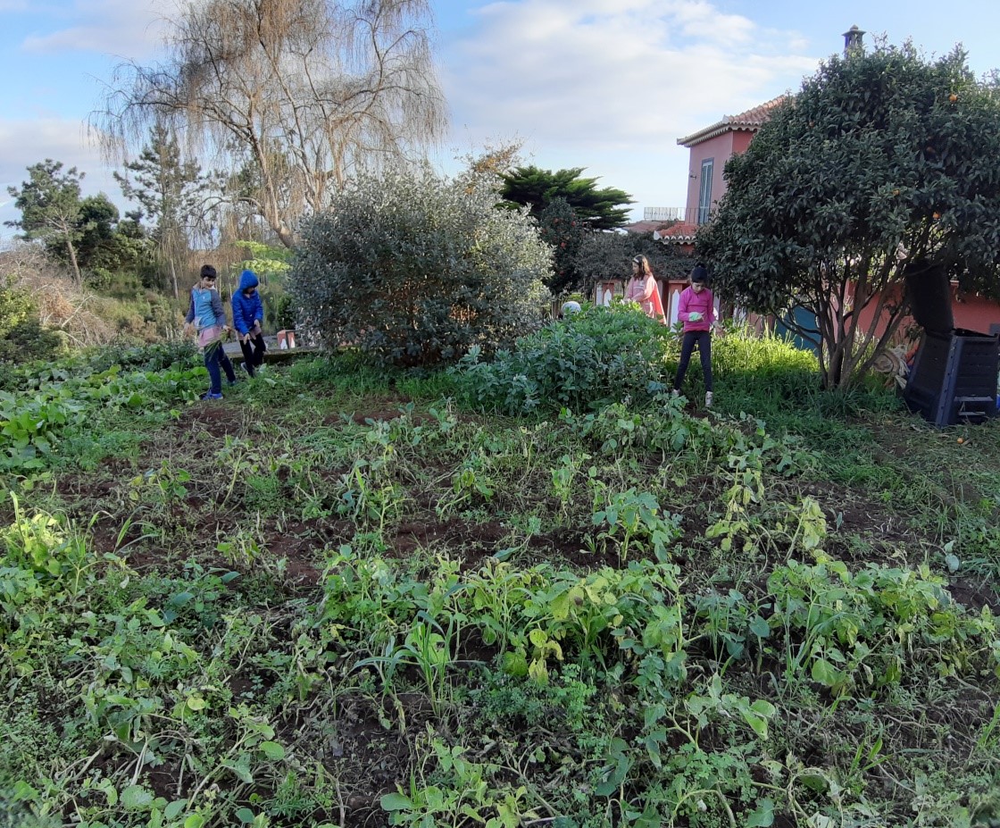 Panorâmica da horta - após as férias de verão