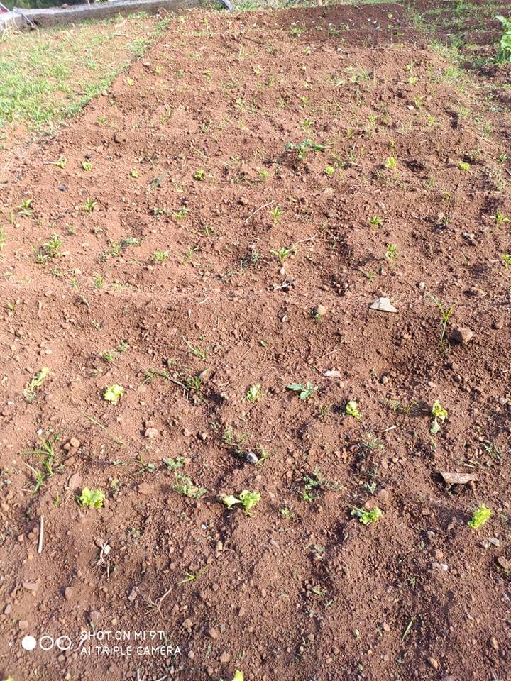 Panorâmica da horta - após a preparação do terreno para plantação