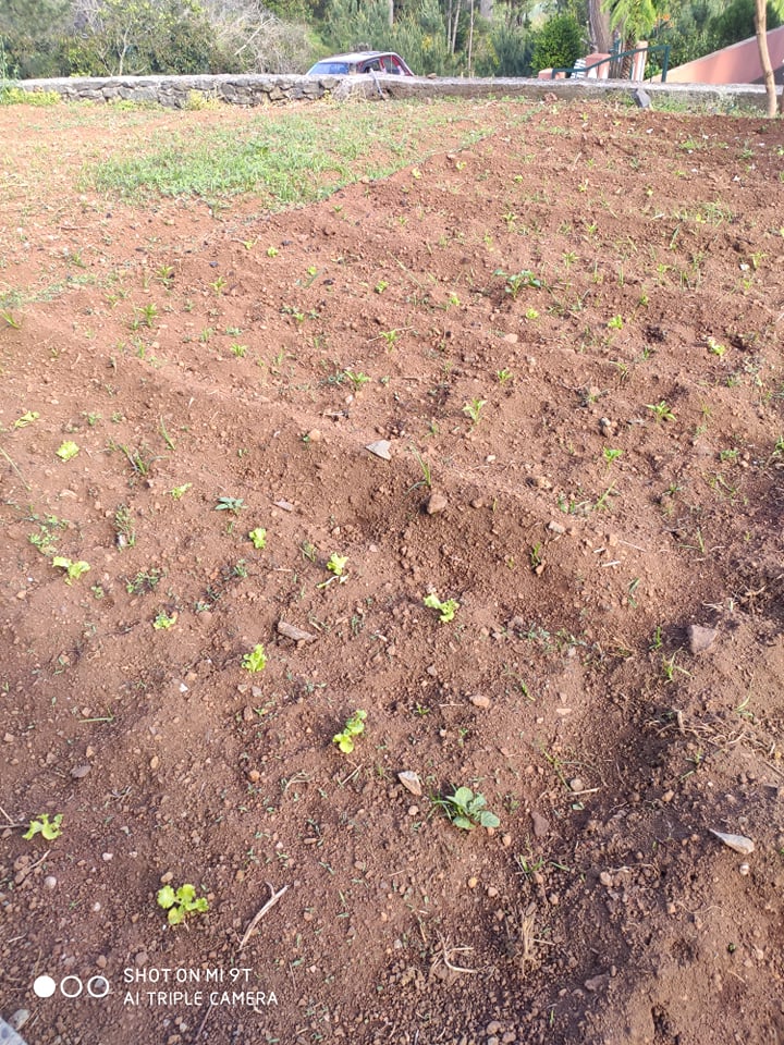 Panorâmica da horta - após a primeira atividade de plantação de alface
