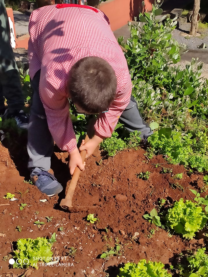 Atividade de intervenção na horta - Plantação de alface
