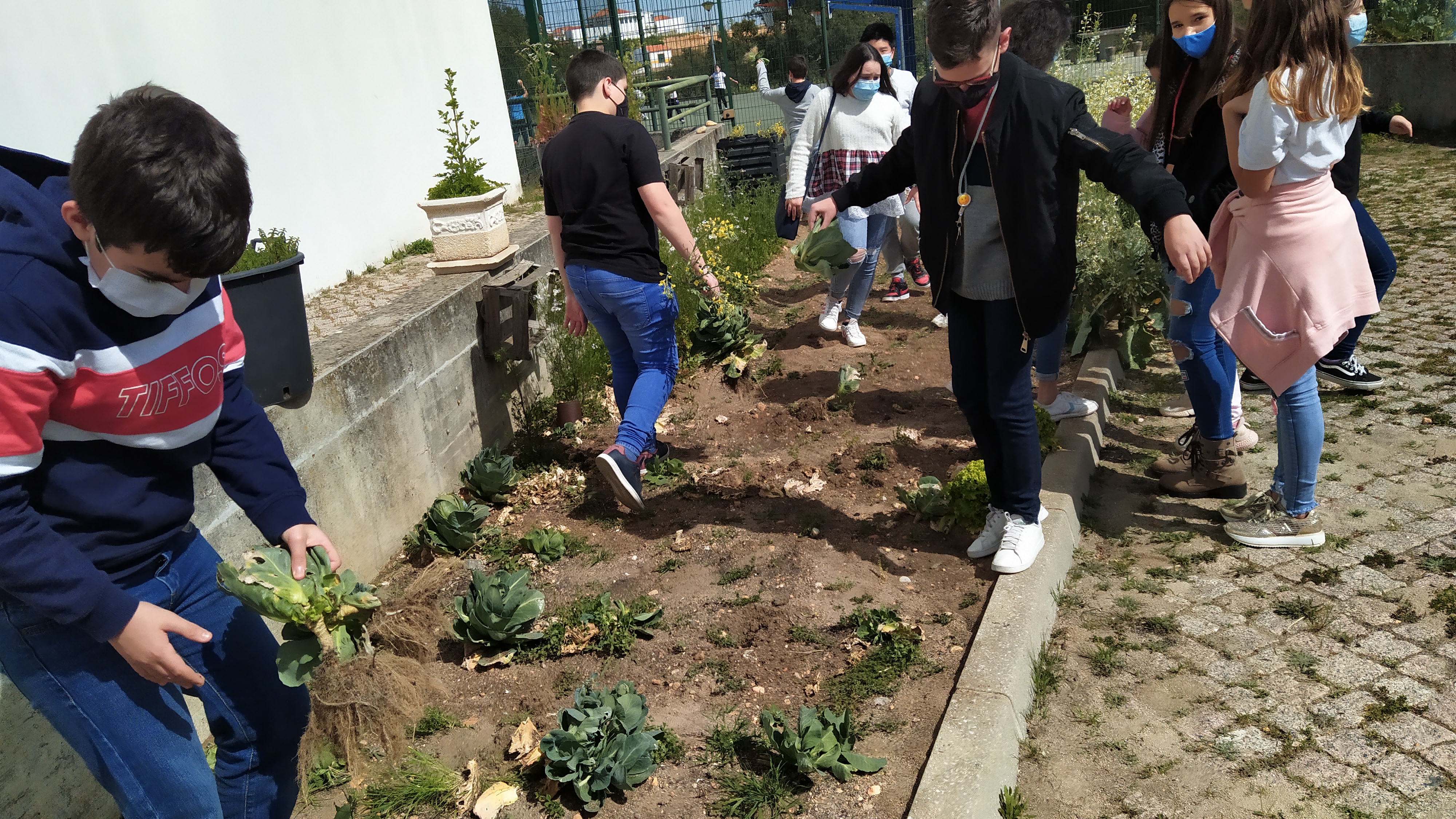 Os alunos do 6ºB foram cuidar da horta.